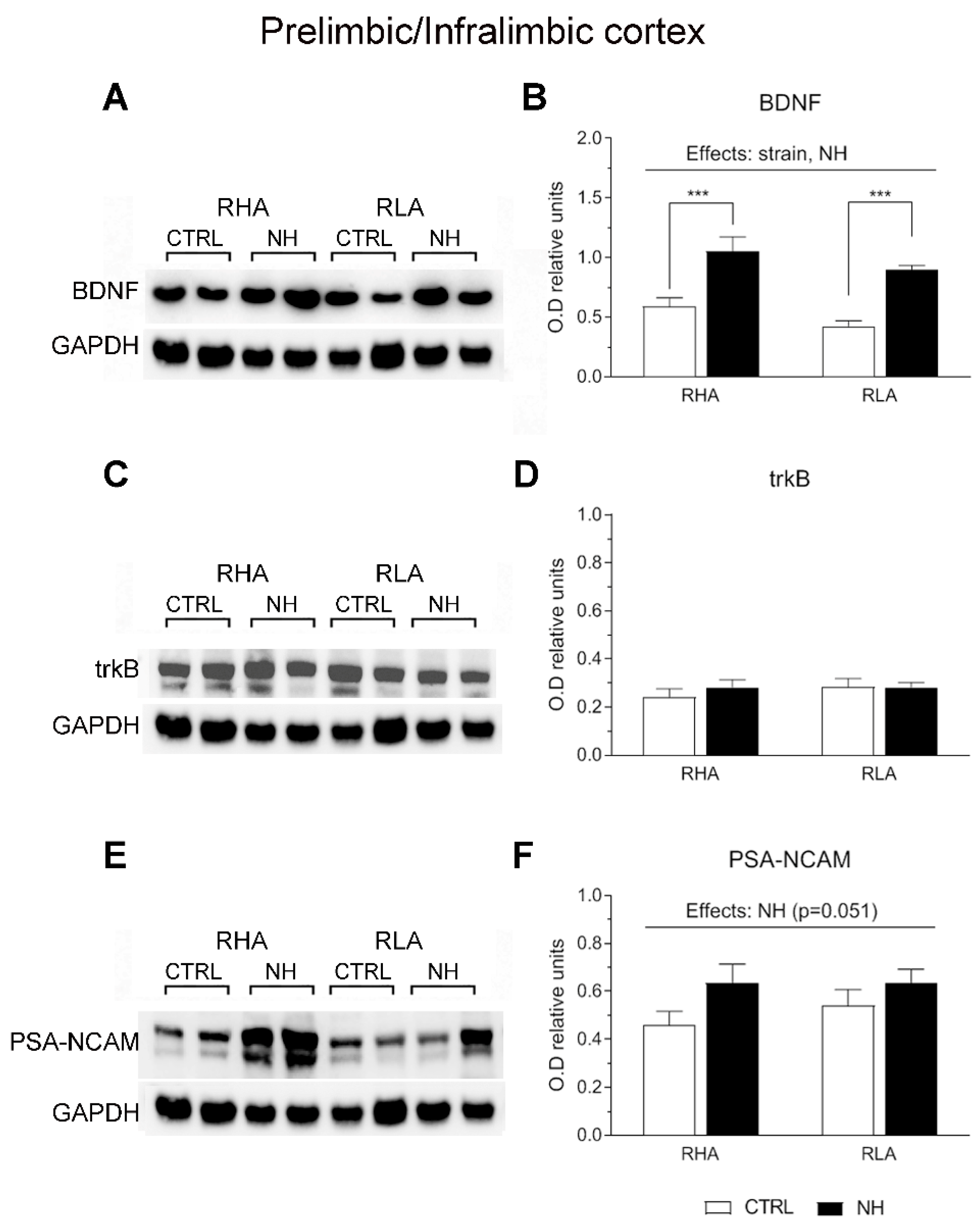 Brainsci 15 00776 g003
