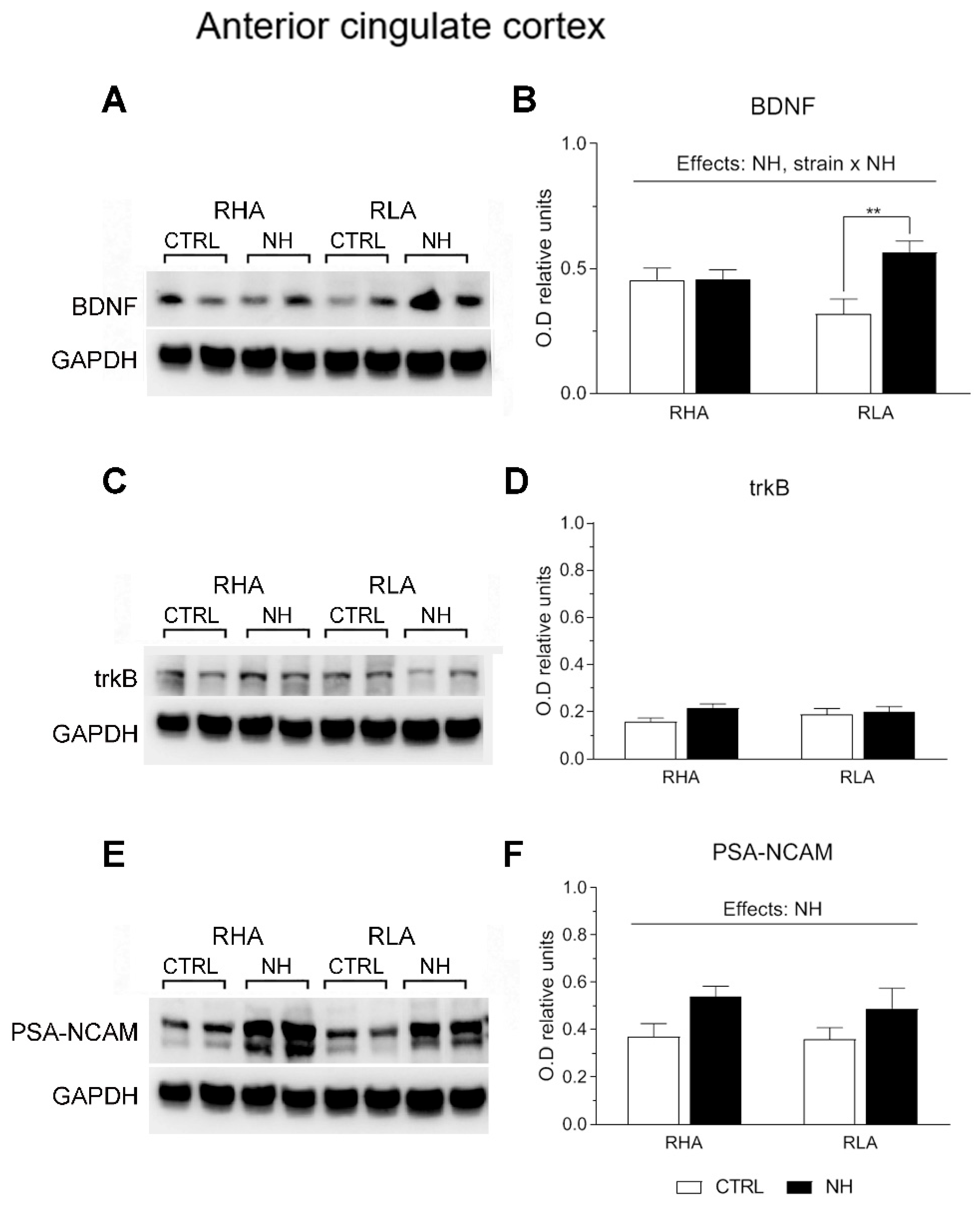 Brainsci 15 00776 g004