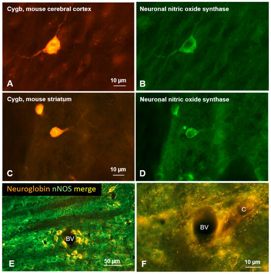 Brainsci 15 00784 g004