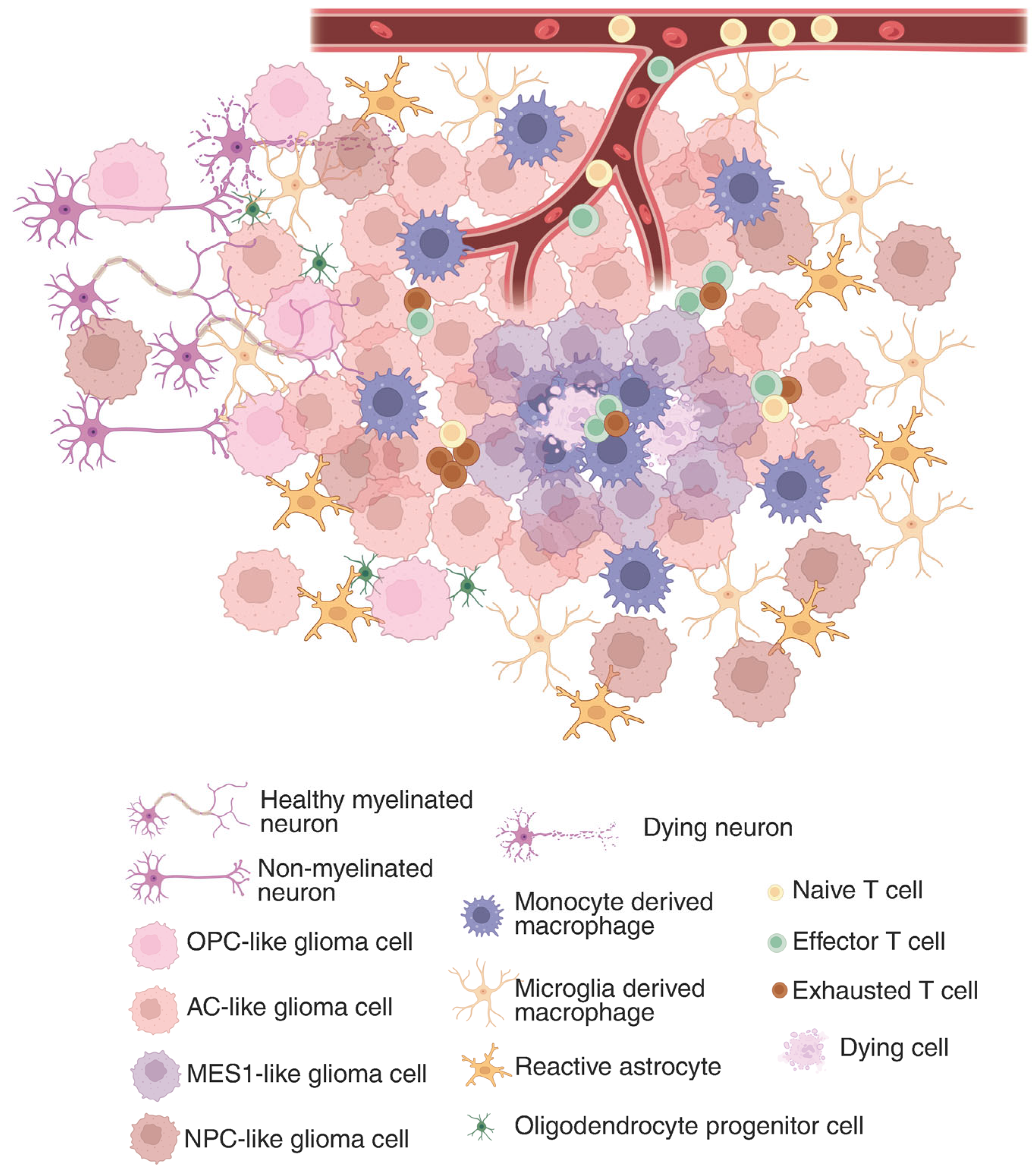 Brainsci 15 00833 g001