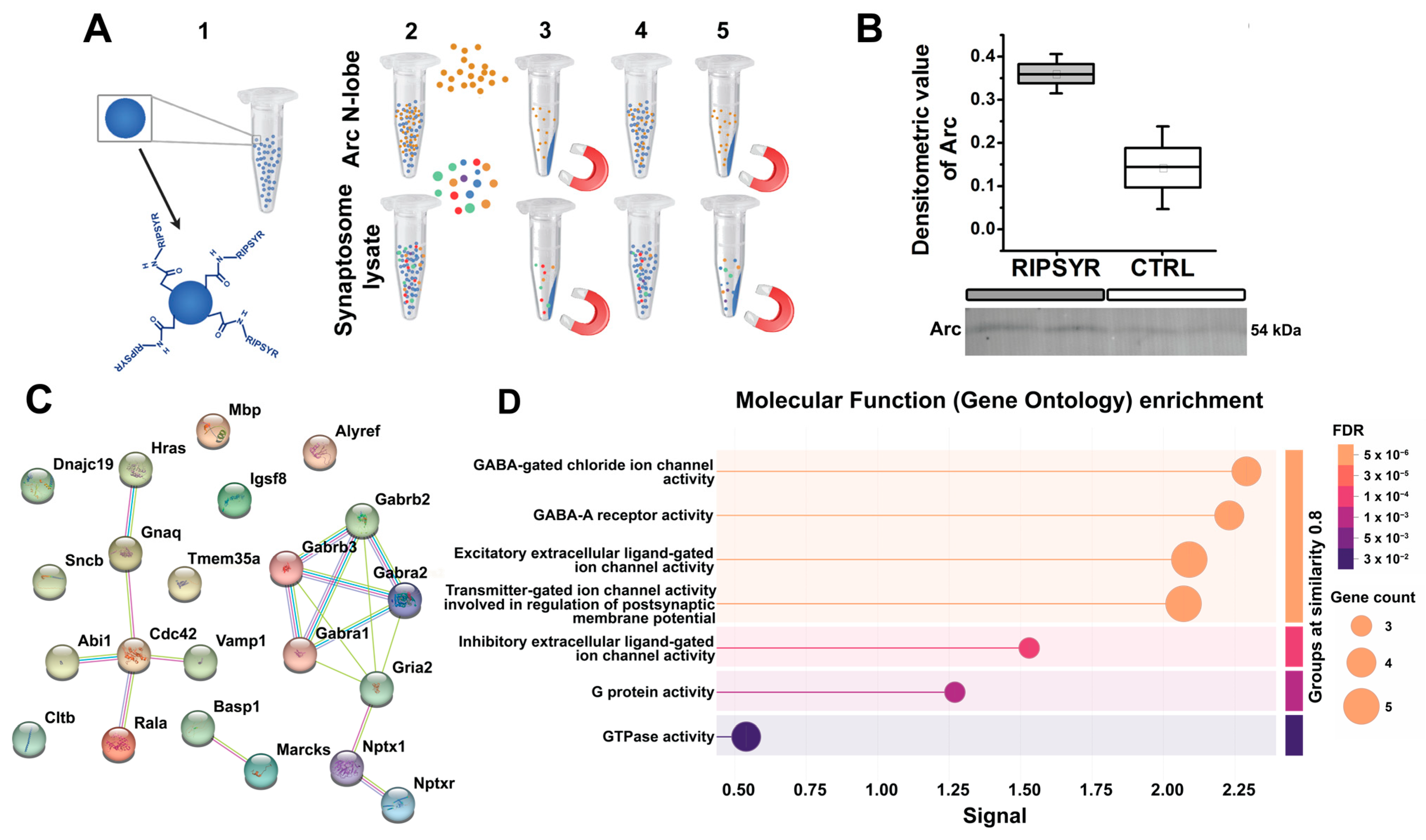 Brainsci 15 00881 g003 Brainsci 15 00881 g003