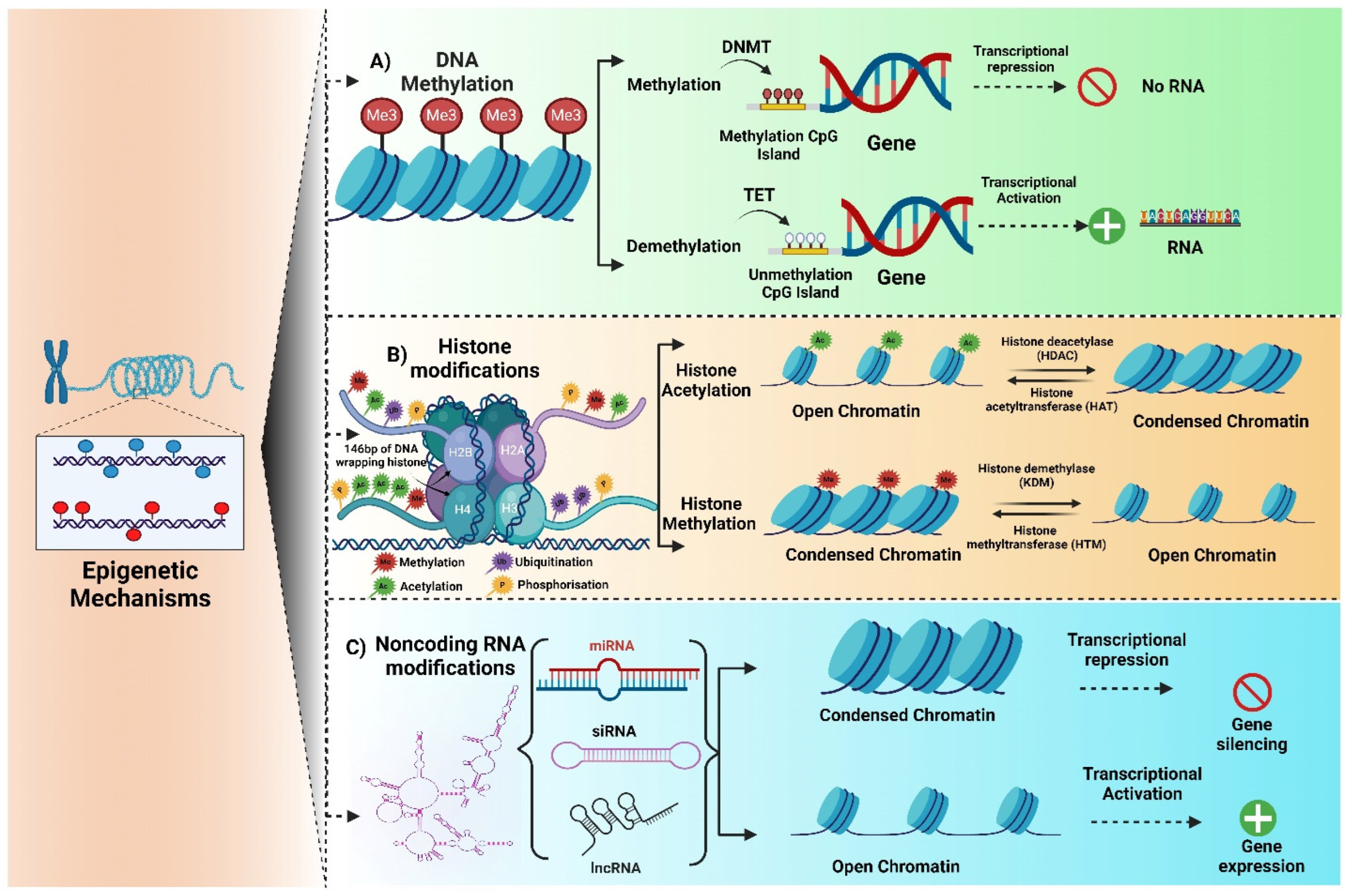 Brainsci 15 00927 g001