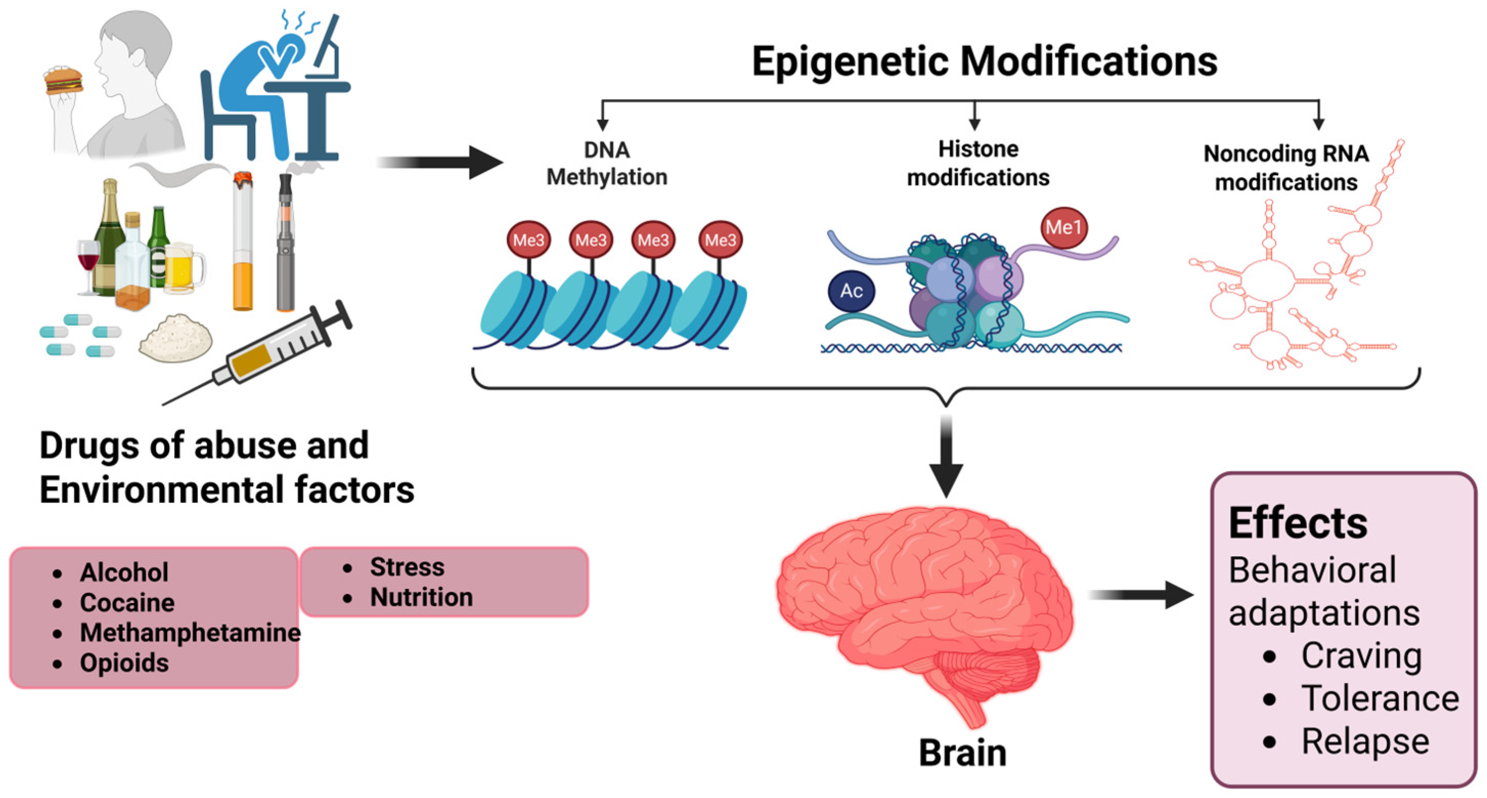 Brainsci 15 00927 g003