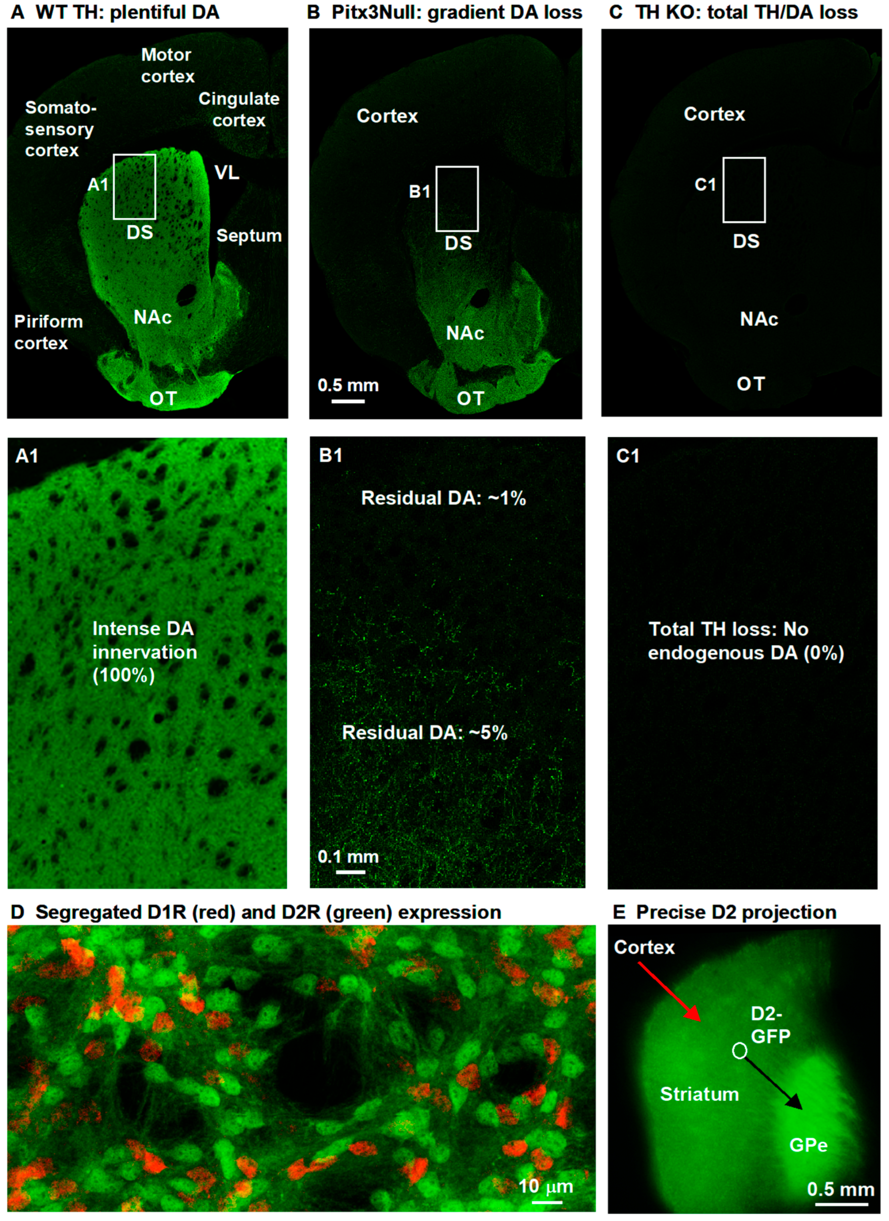 Brainsci 15 00979 g001