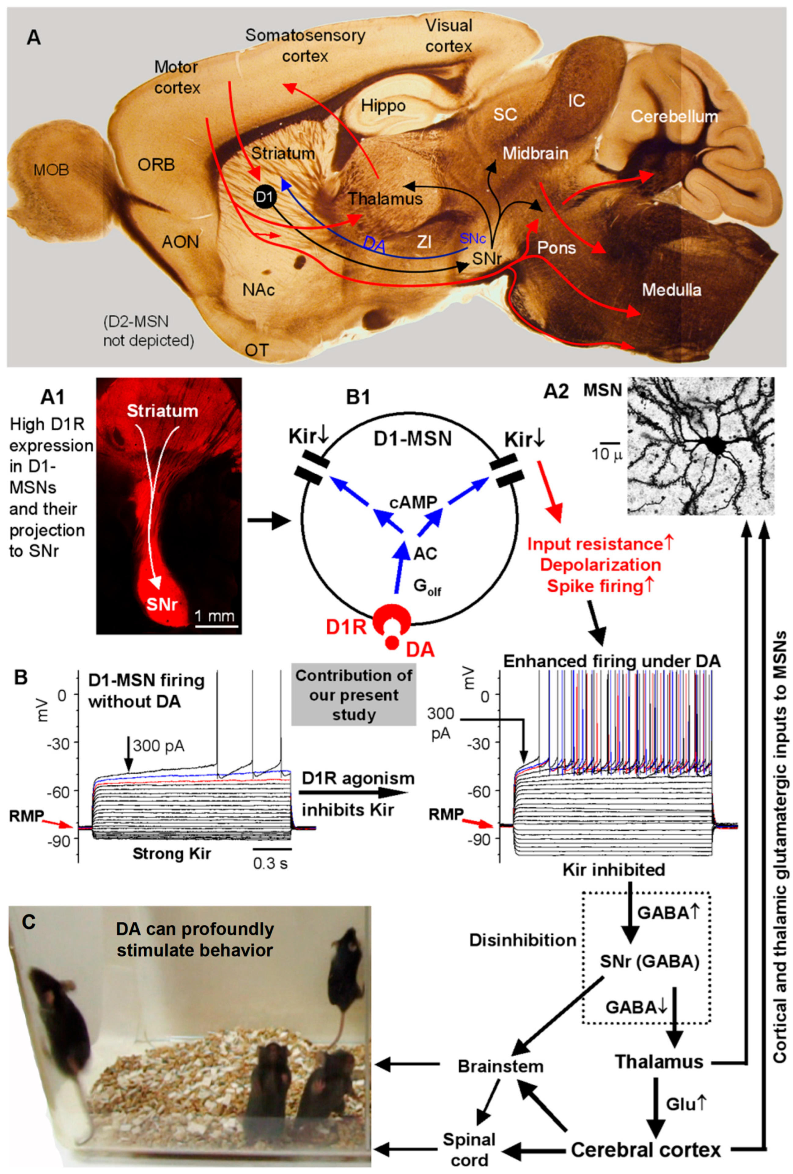 Brainsci 15 00979 g011