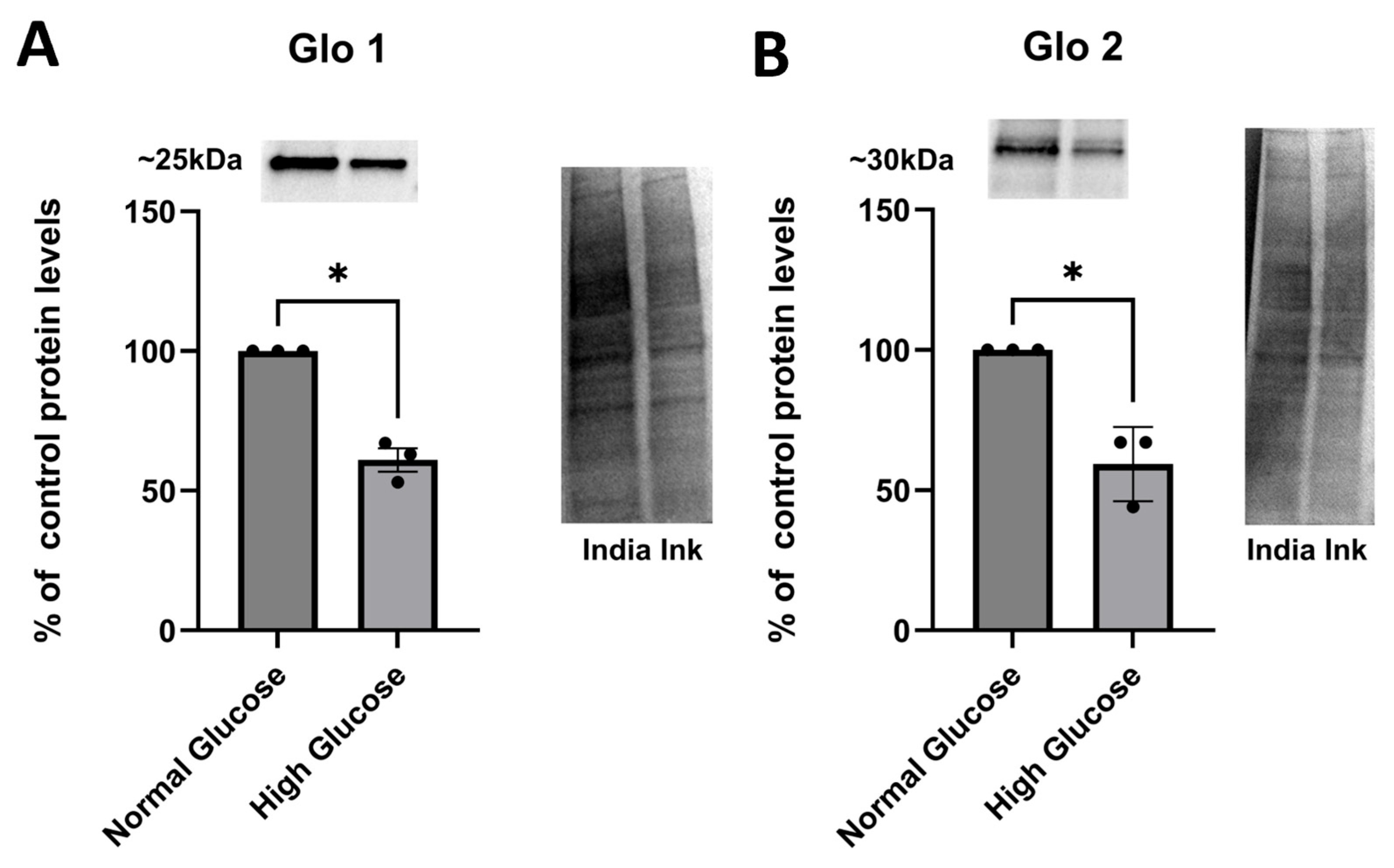 Brainsci 15 01075 g001