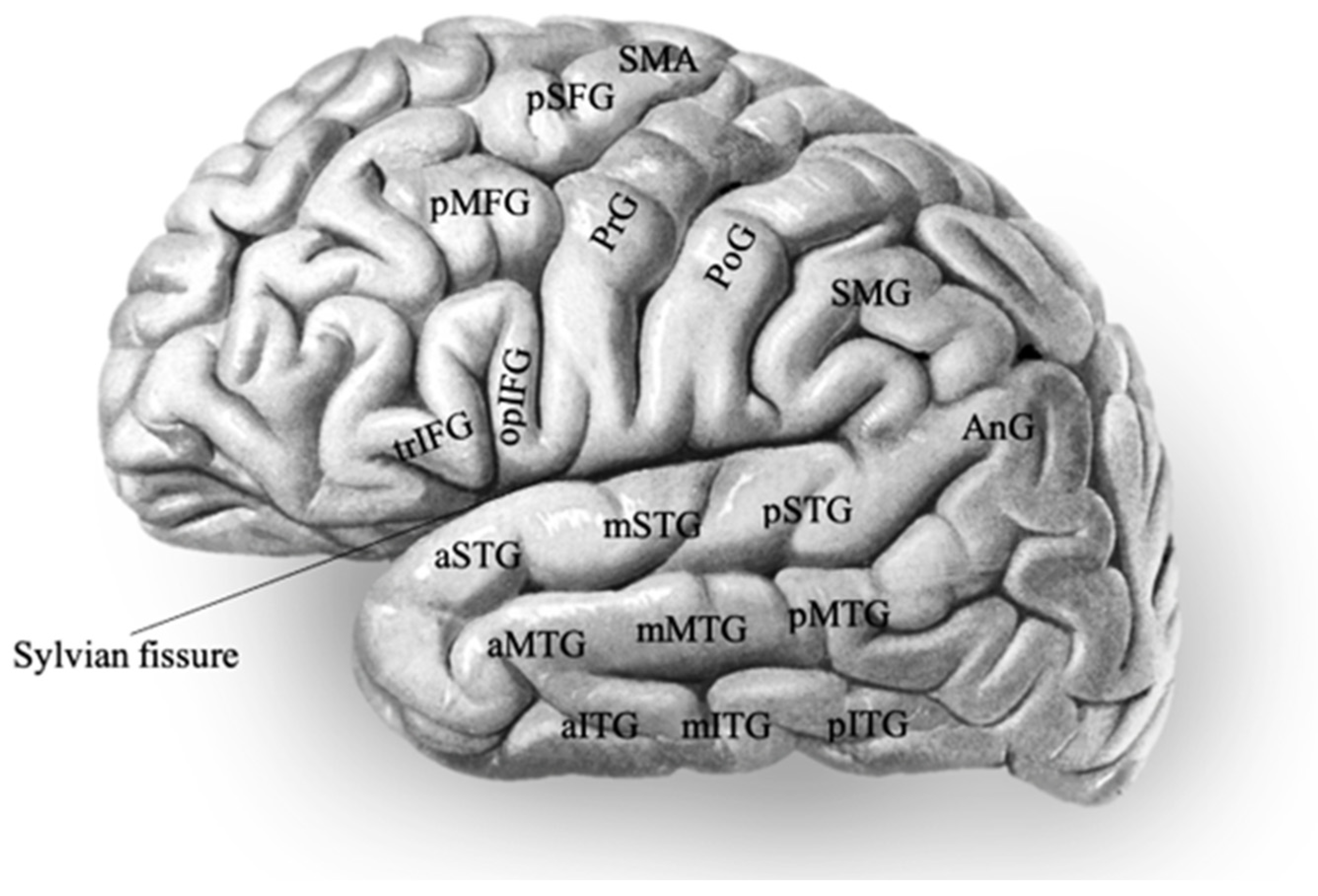 Brainsci 15 01267 g002