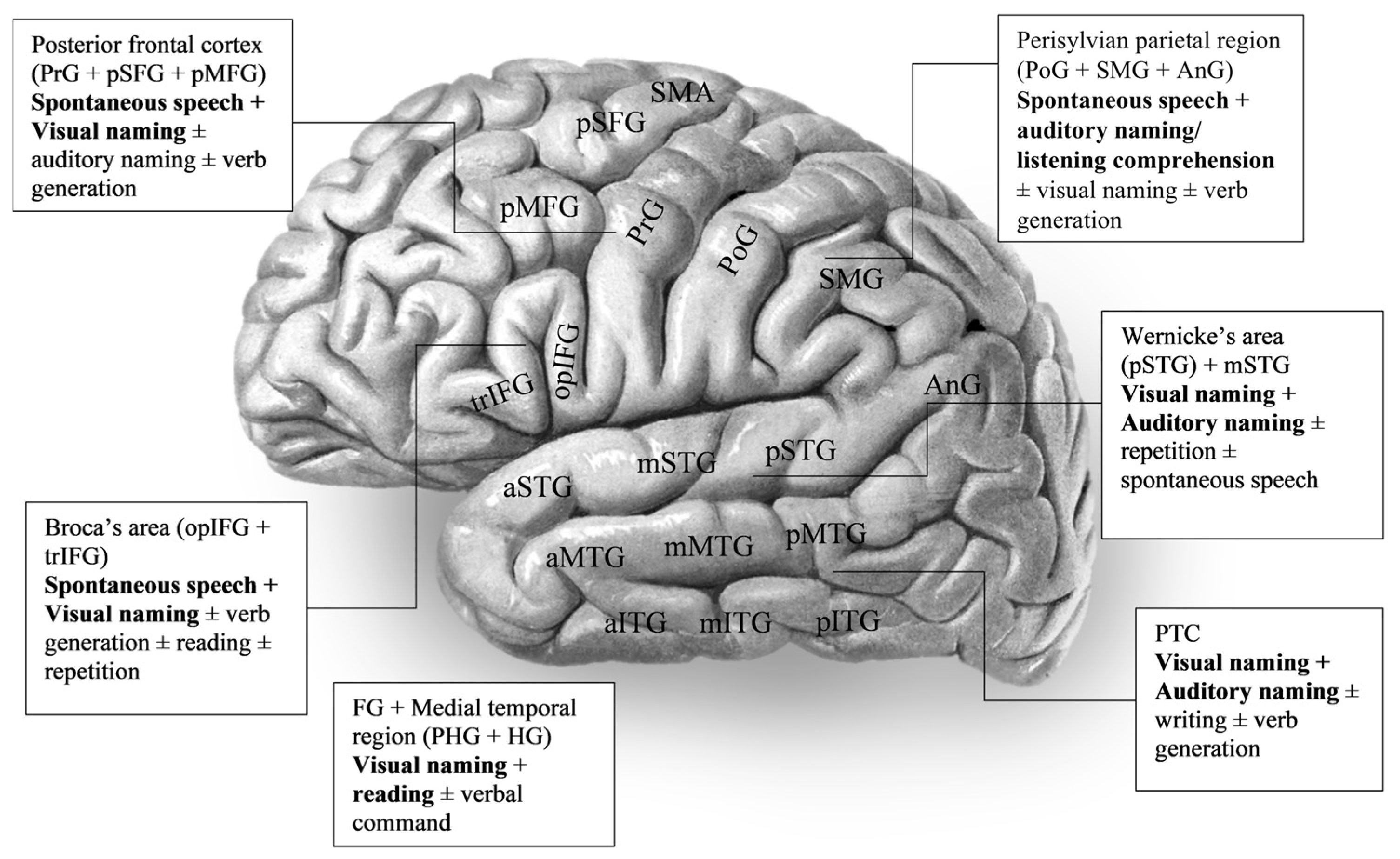 Brainsci 15 01267 g003