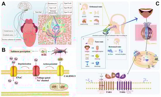 Brainsci 15 01317 g001
