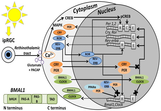 Brainsci 15 01321 g001