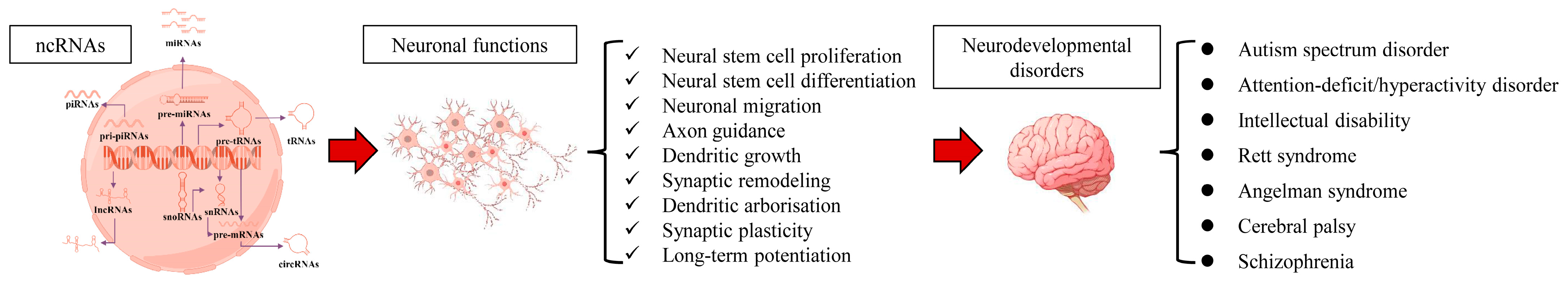 Brainsci 16 00017 g001 Brainsci 16 00017 g001