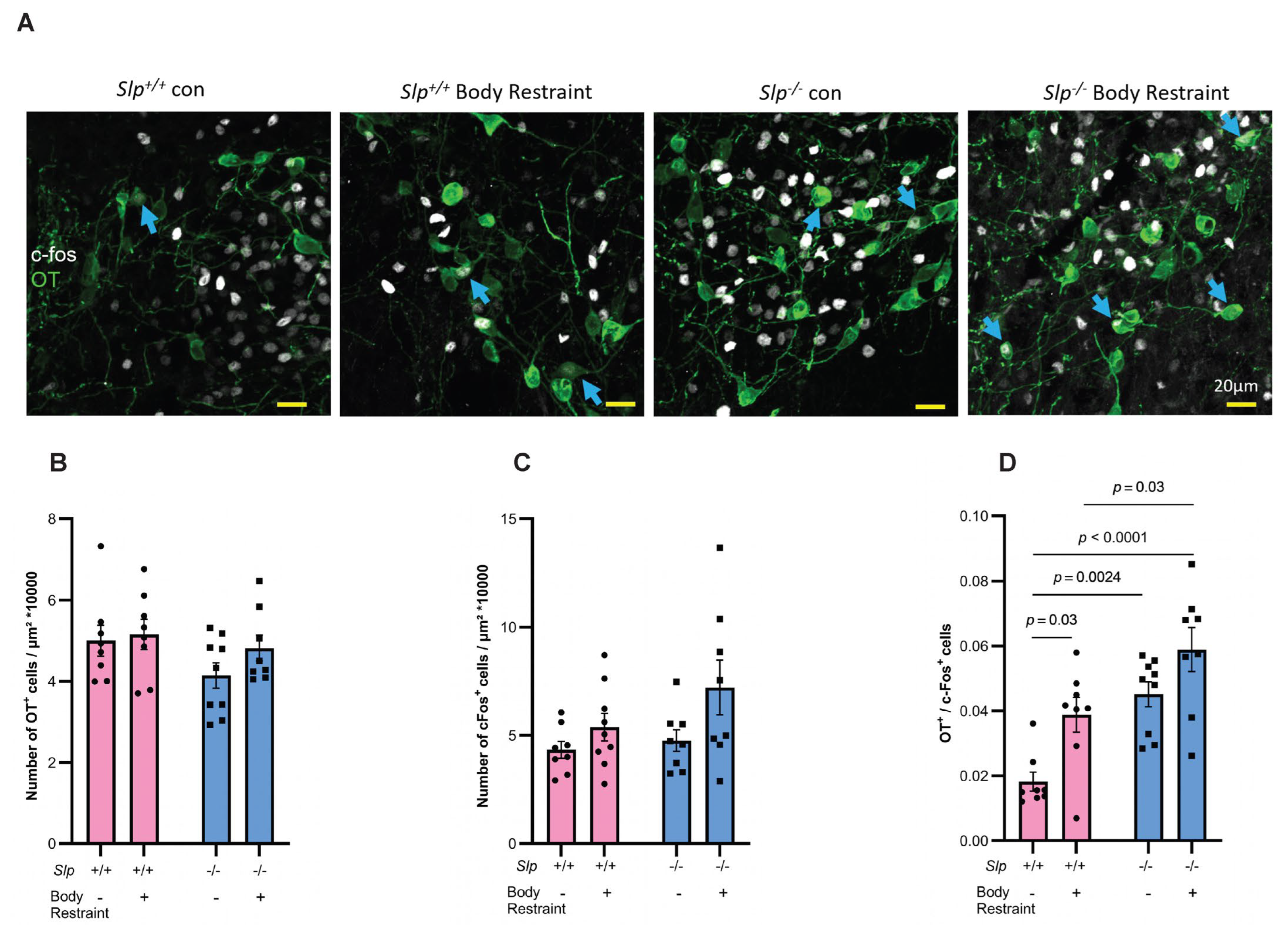 Brainsci 16 00081 g005 Brainsci 16 00081 g005