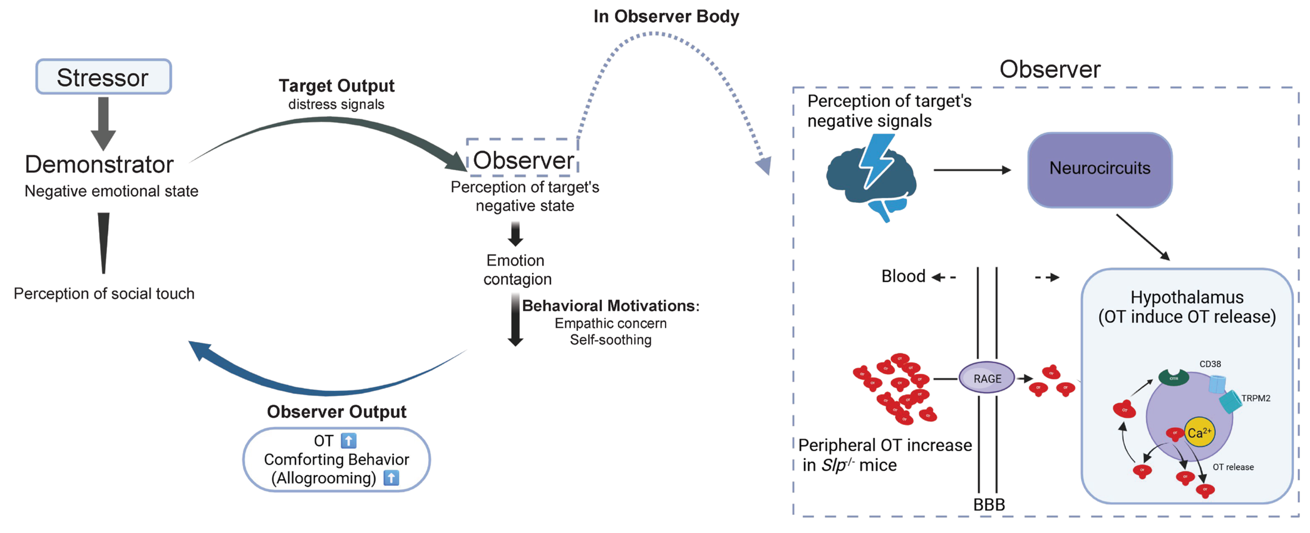 Brainsci 16 00081 g008 Brainsci 16 00081 g008