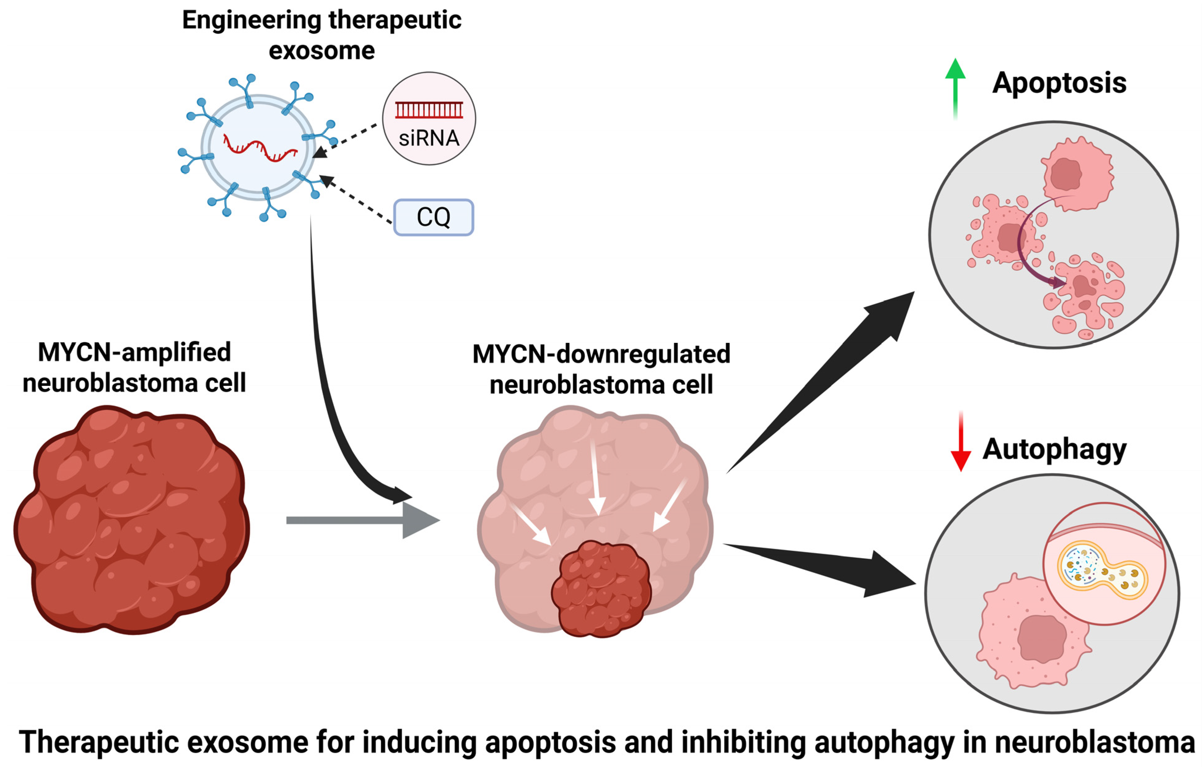 Brainsci 16 00125 g001 Brainsci 16 00125 g001