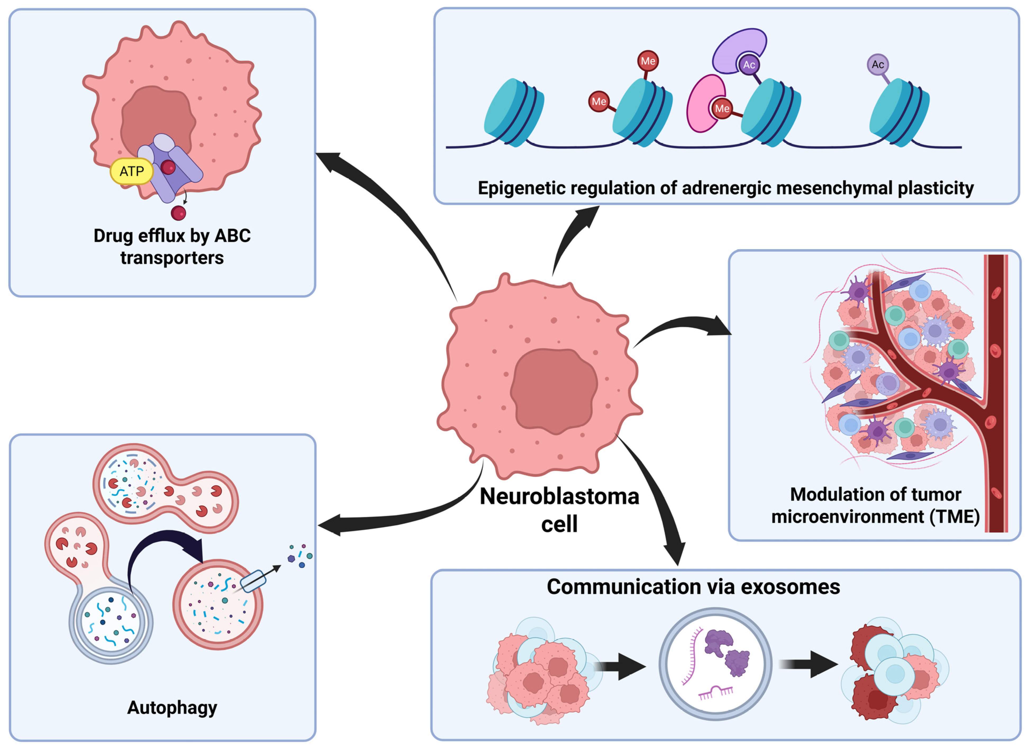Brainsci 16 00125 g002 Brainsci 16 00125 g002