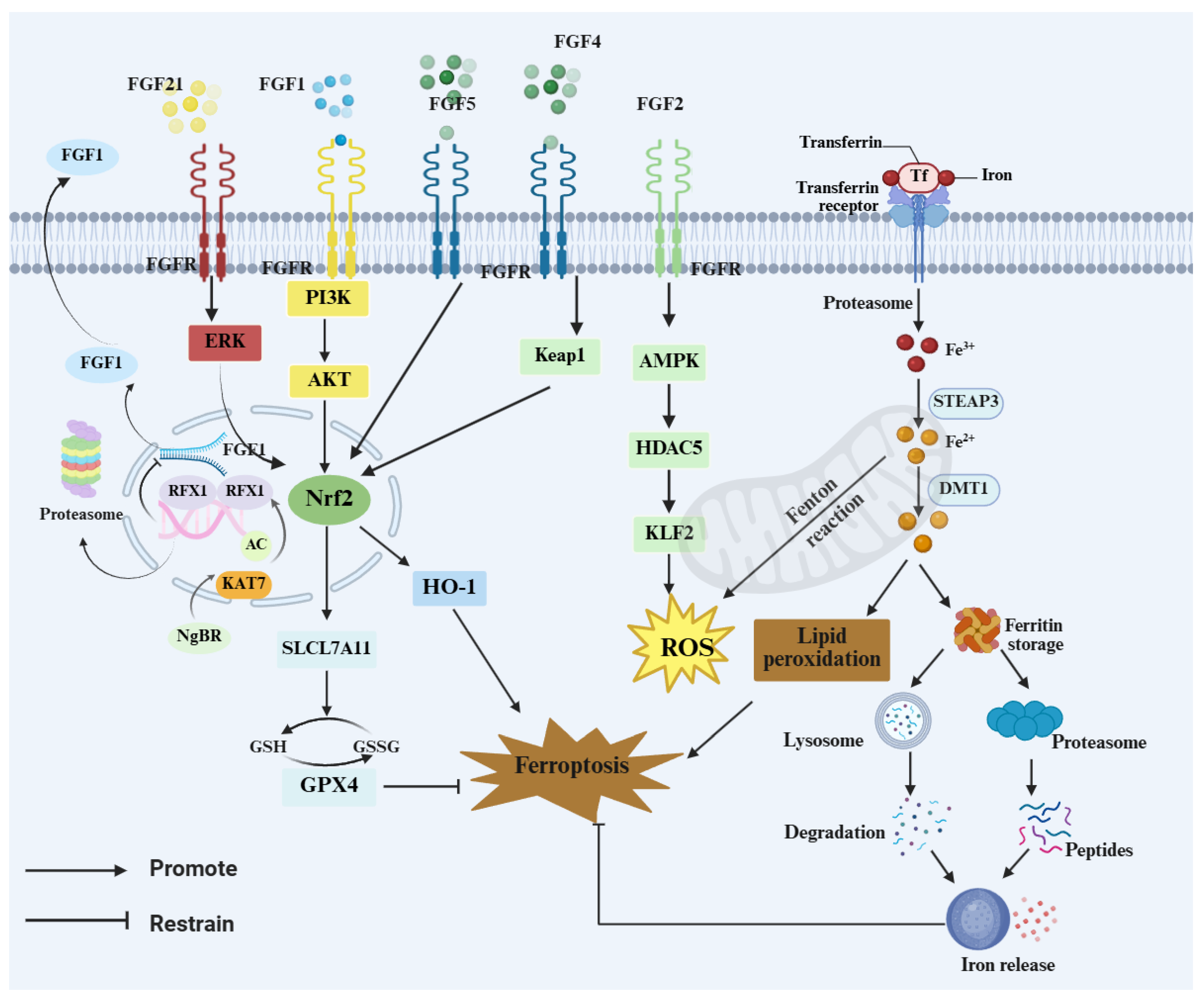 Brainsci 16 00151 g003 Brainsci 16 00151 g003