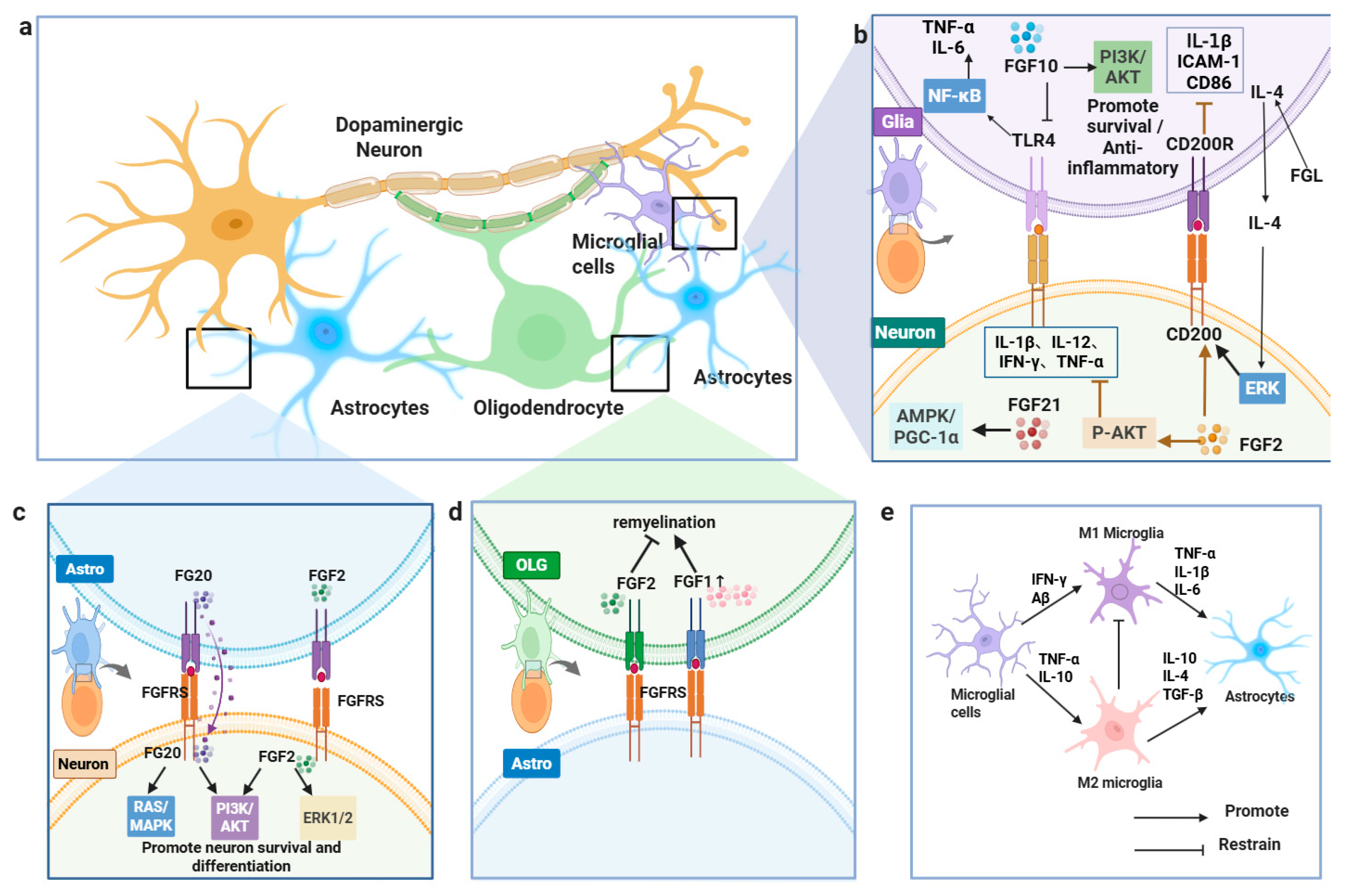 Brainsci 16 00151 g004 Brainsci 16 00151 g004