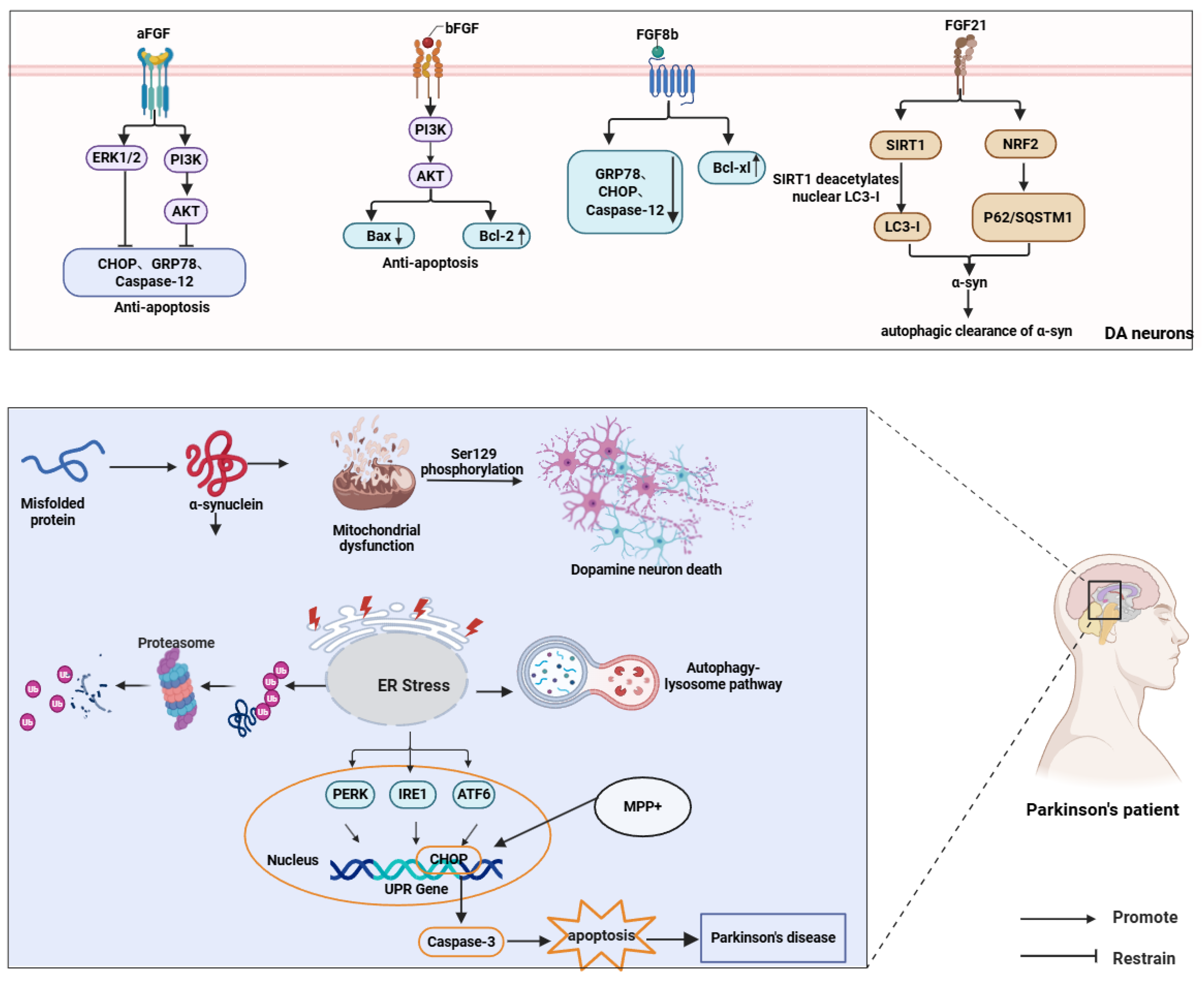 Brainsci 16 00151 g005 Brainsci 16 00151 g005