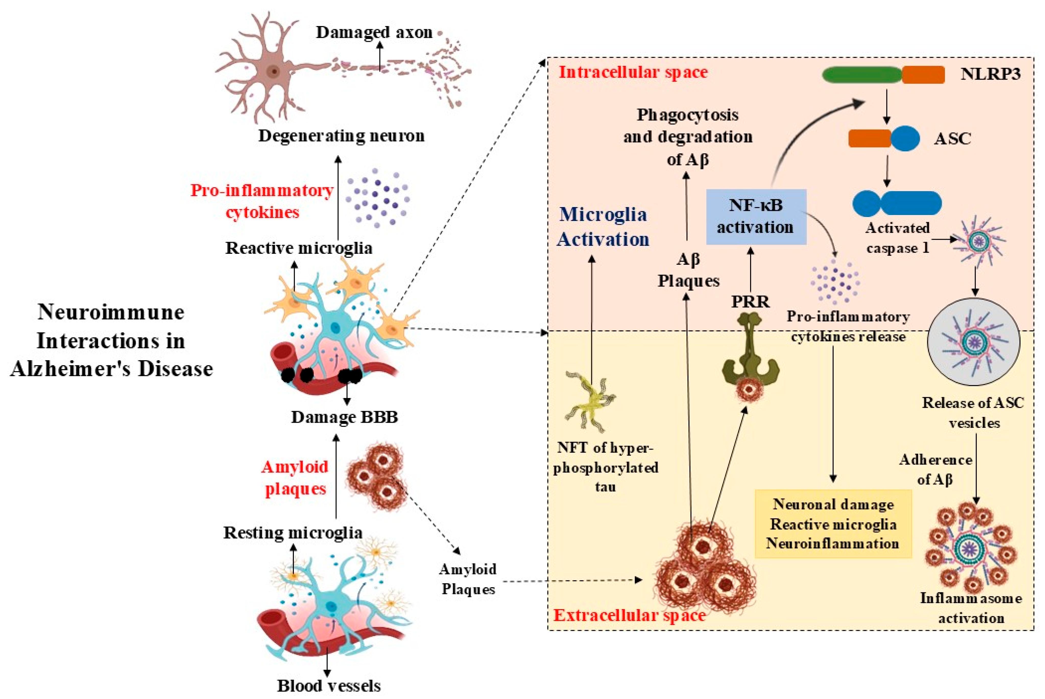Brainsci 16 00154 g001 Brainsci 16 00154 g001