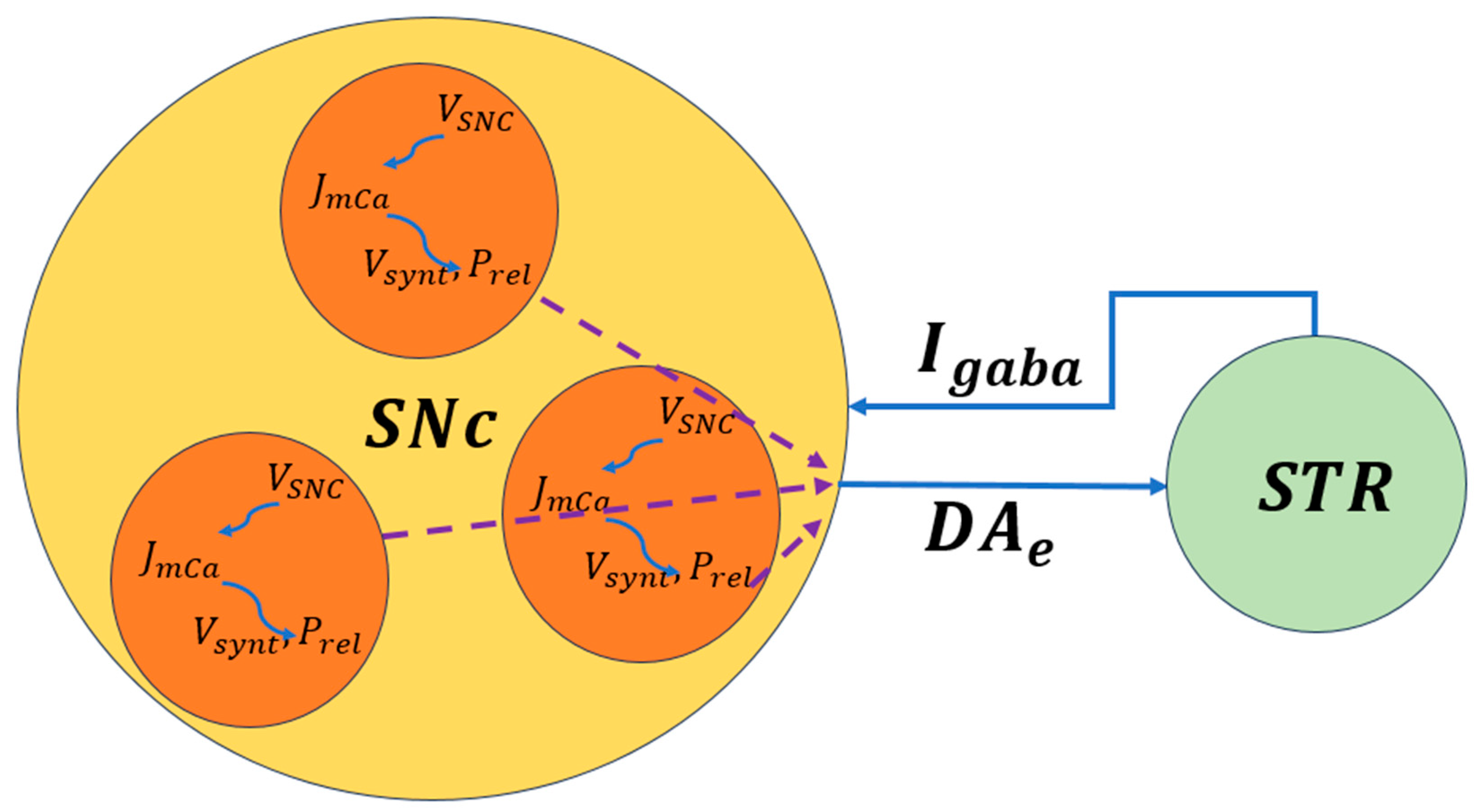 Brainsci 16 00175 g004 Brainsci 16 00175 g004