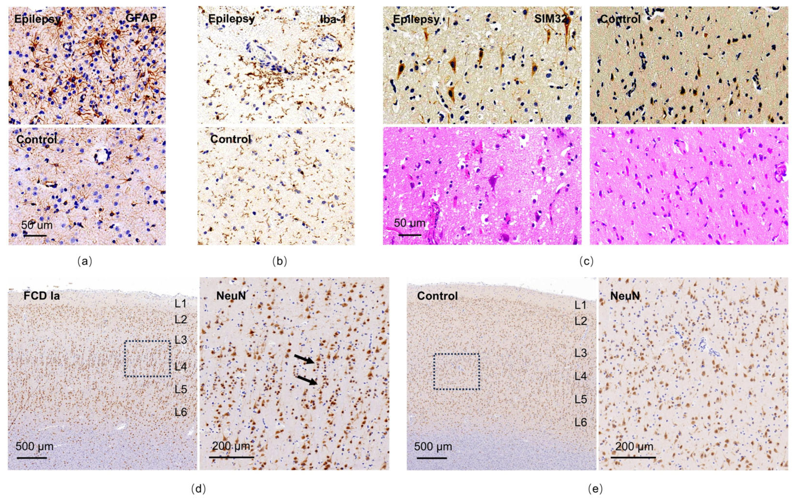 Brainsci 16 00246 g007 Brainsci 16 00246 g007
