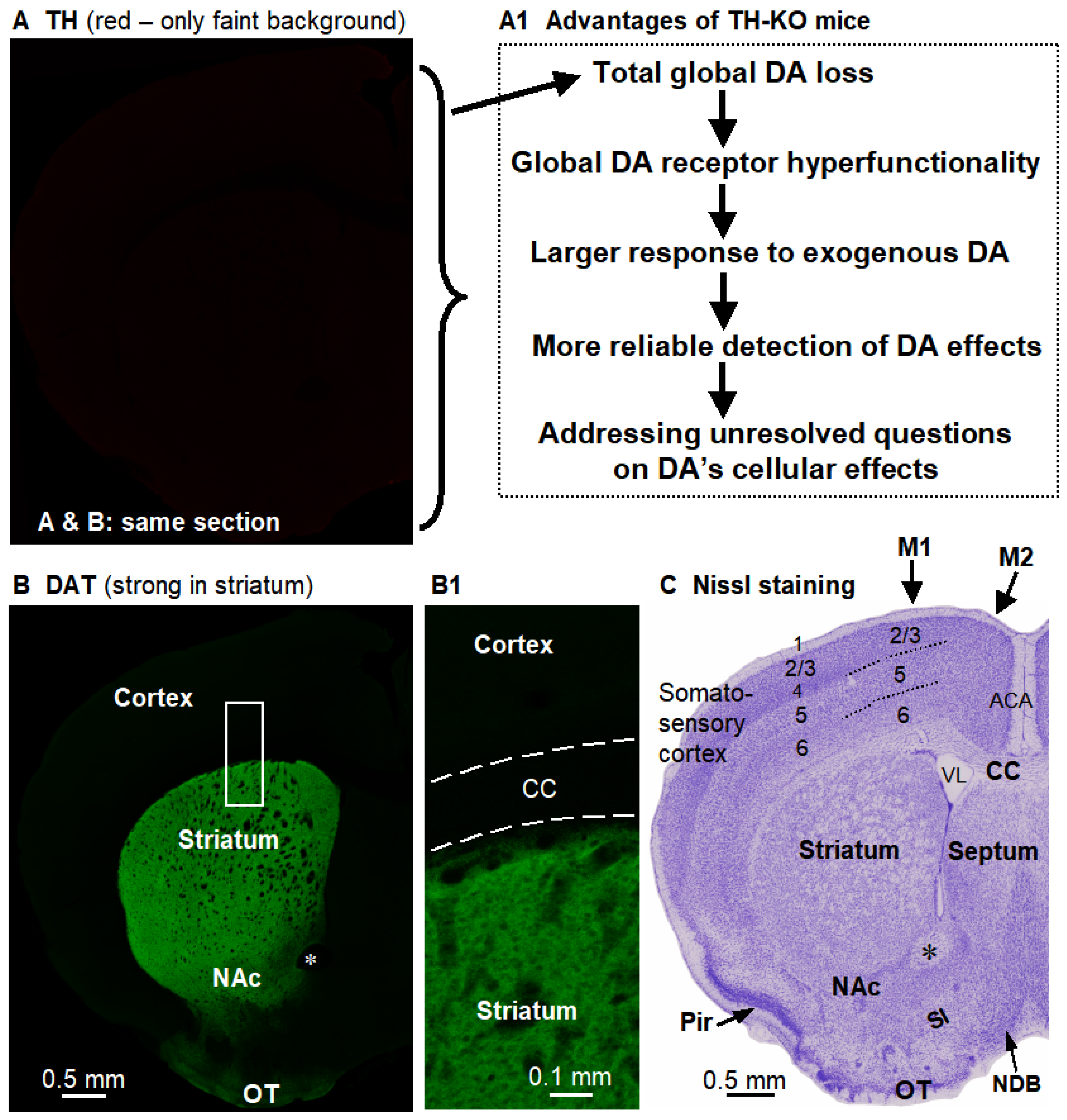 Brainsci 16 00285 g001