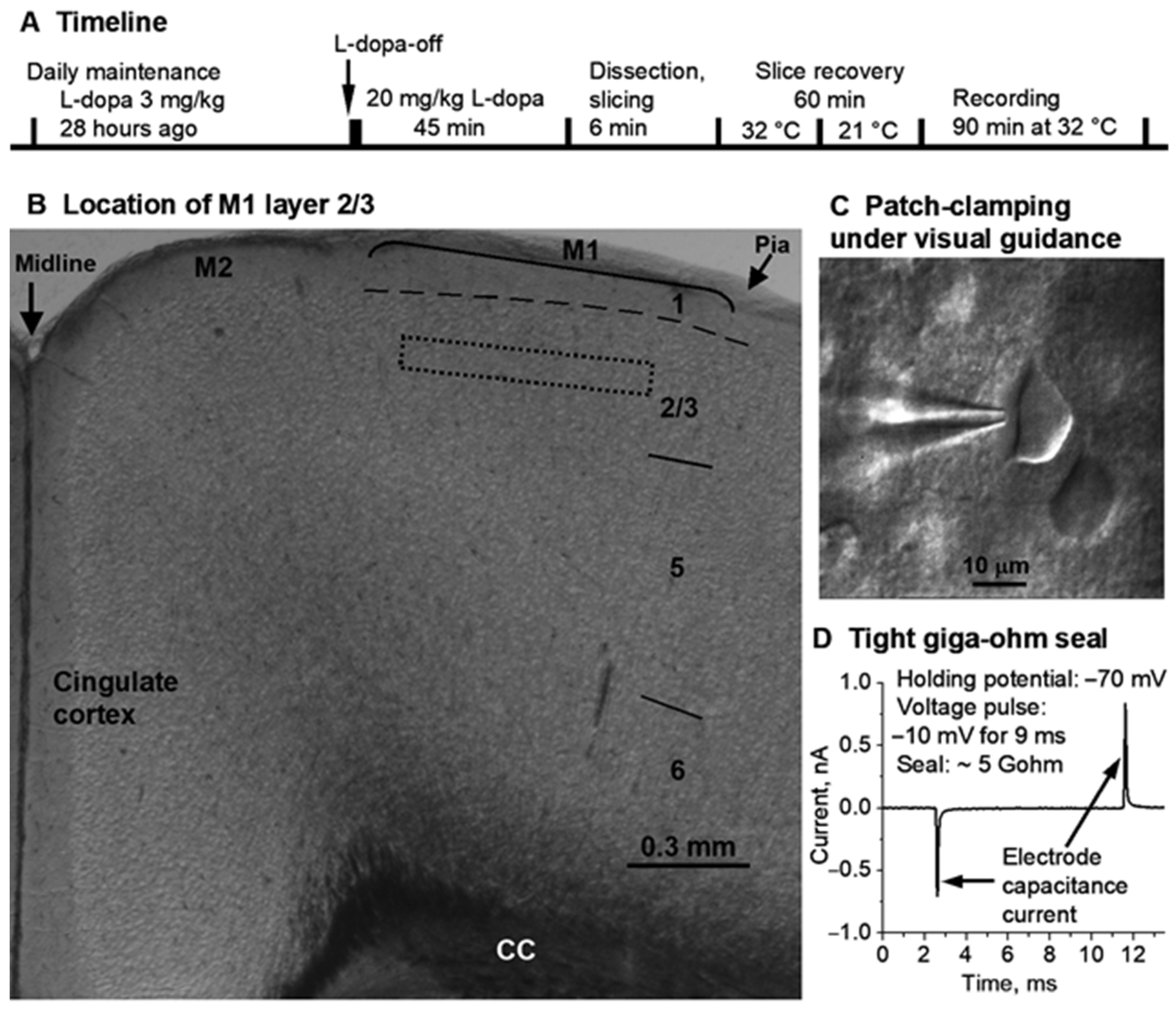 Brainsci 16 00285 g003