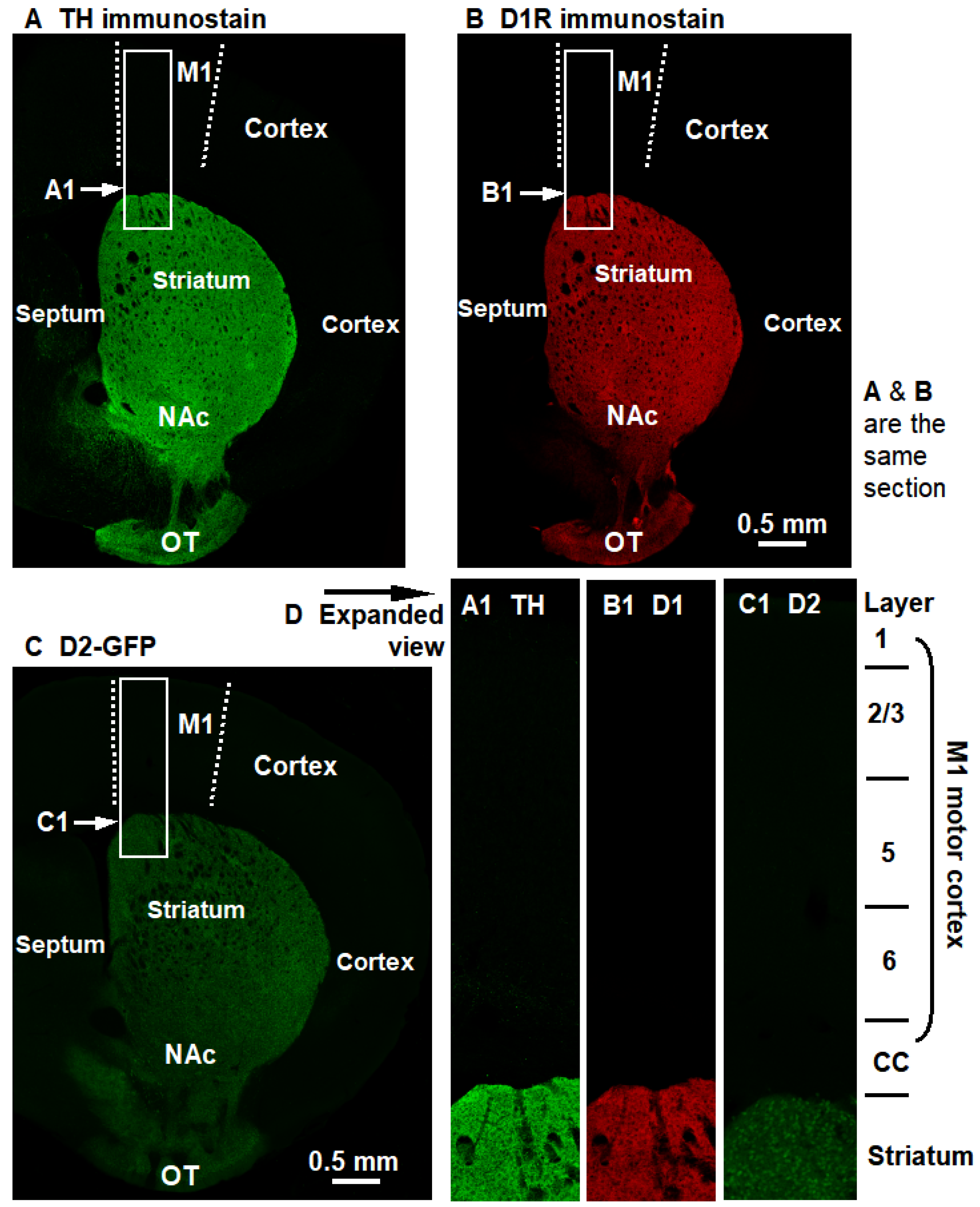 Brainsci 16 00285 g004