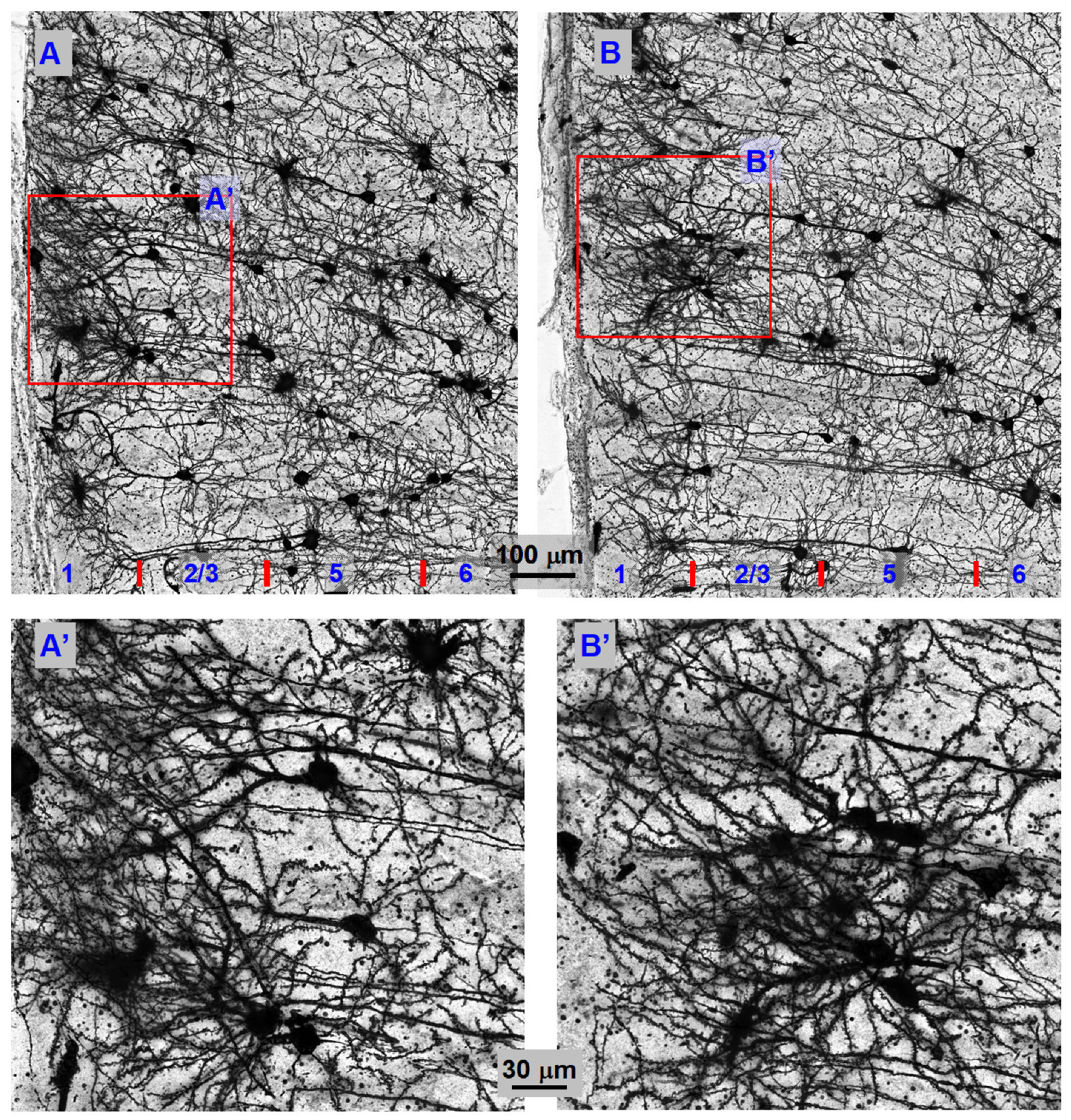 Brainsci 16 00285 g008