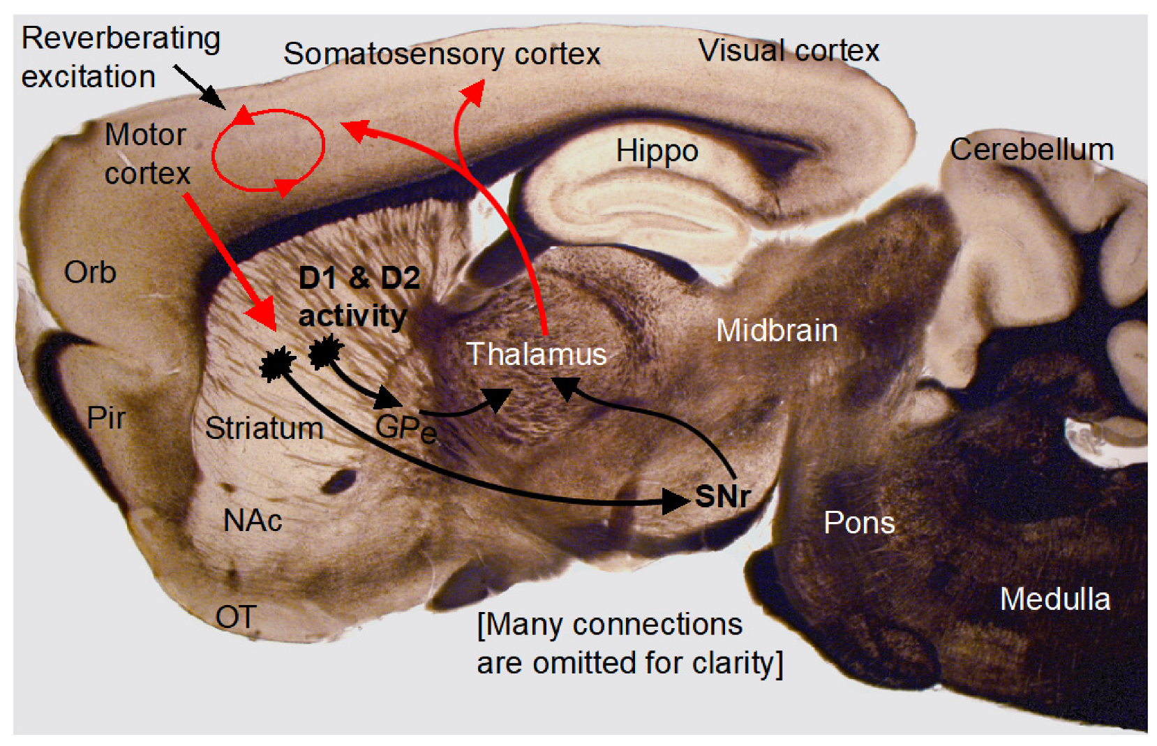 Brainsci 16 00285 g009