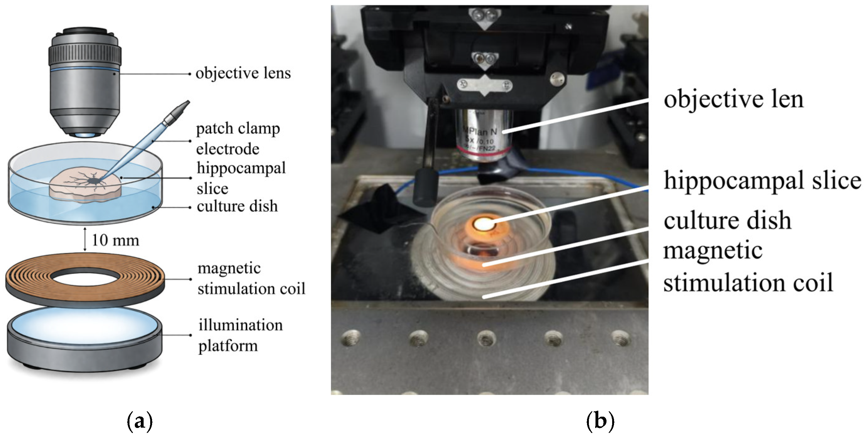 Brainsci 16 00673 g001 Brainsci 16 00673 g001