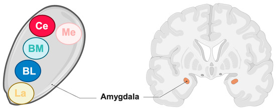 The Amygdala and Politics