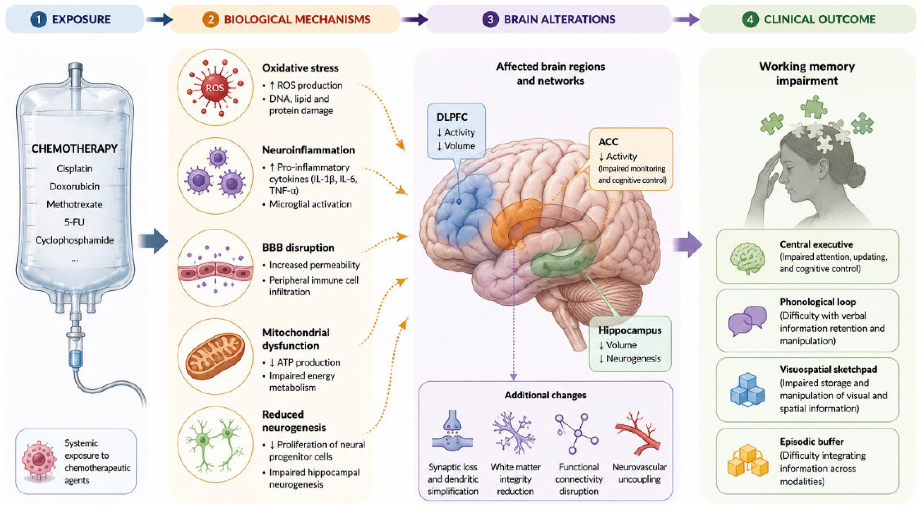 Brainsci 16 00805 g001 Brainsci 16 00805 g001