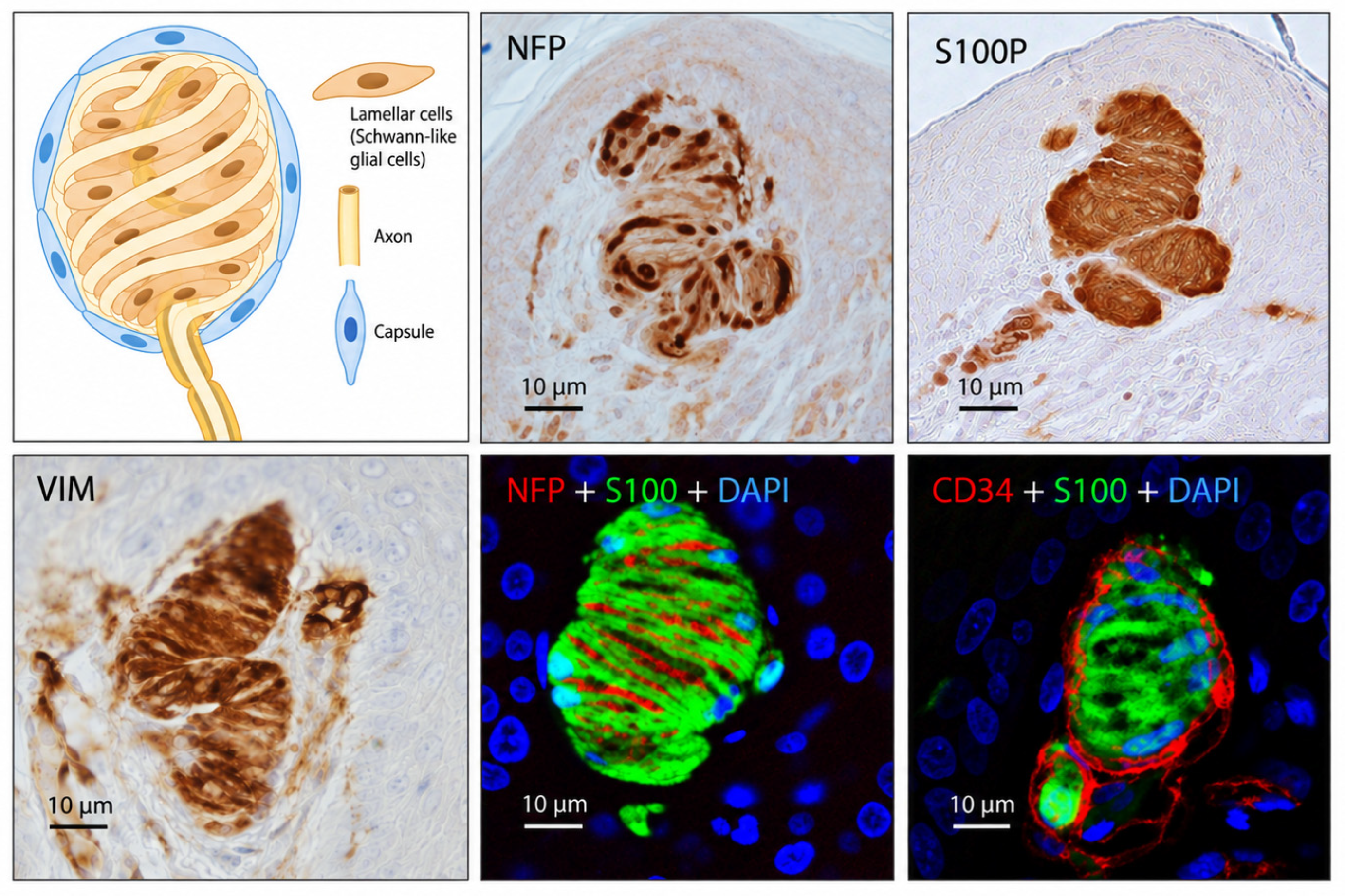 Brainsci 16 01154 g001 Brainsci 16 01154 g001