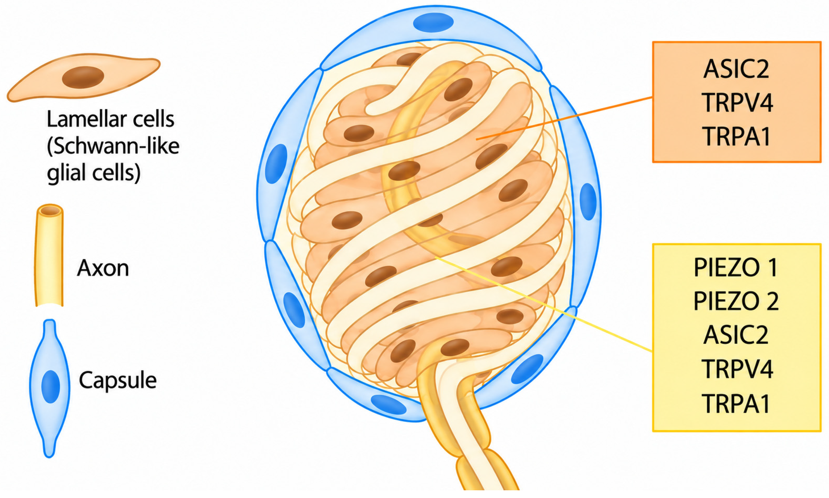 Brainsci 16 01154 g002 Brainsci 16 01154 g002