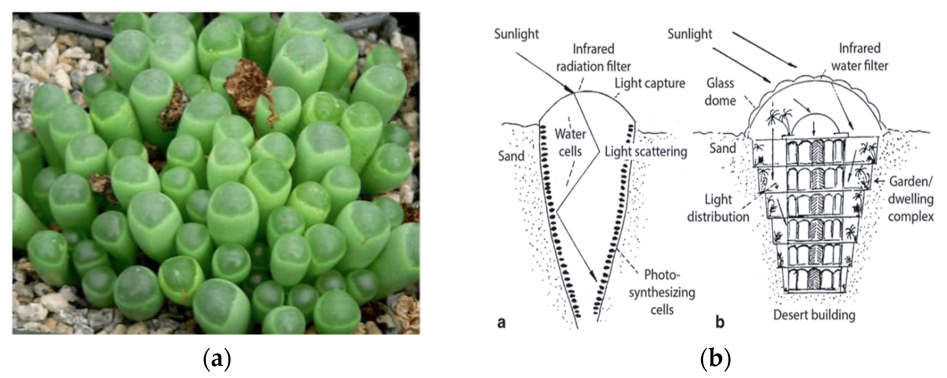 Buildings 07 00019 g003