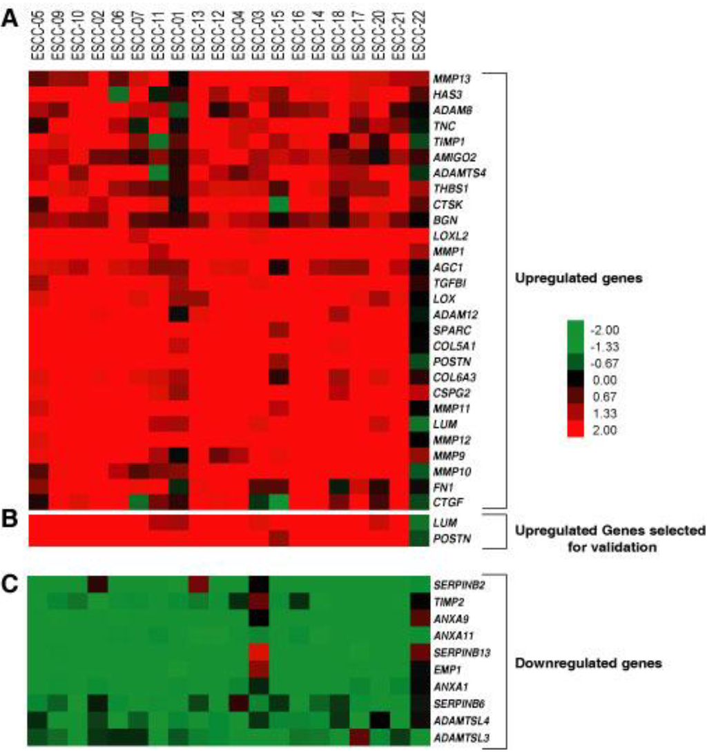 Cancers 02 00133 g001 1024