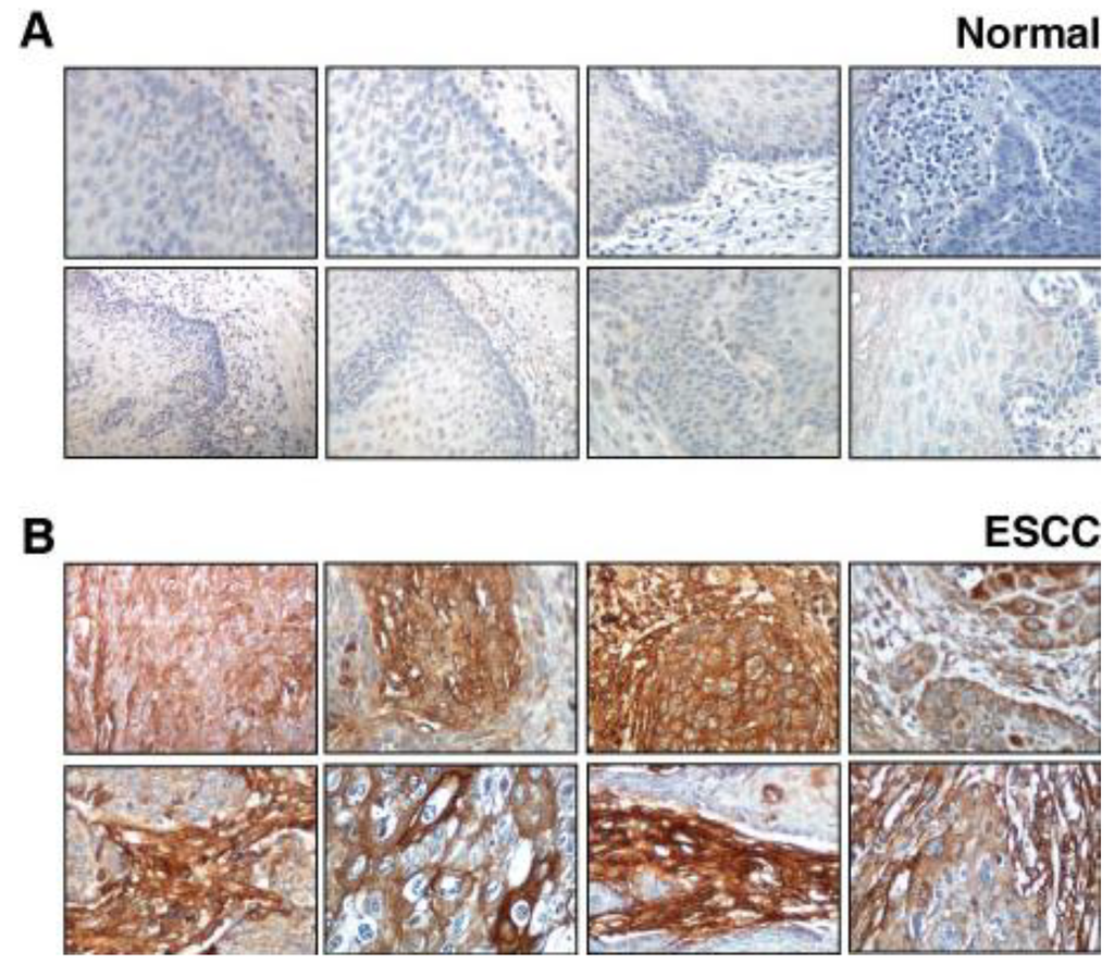 Cancers 02 00133 g002 1024