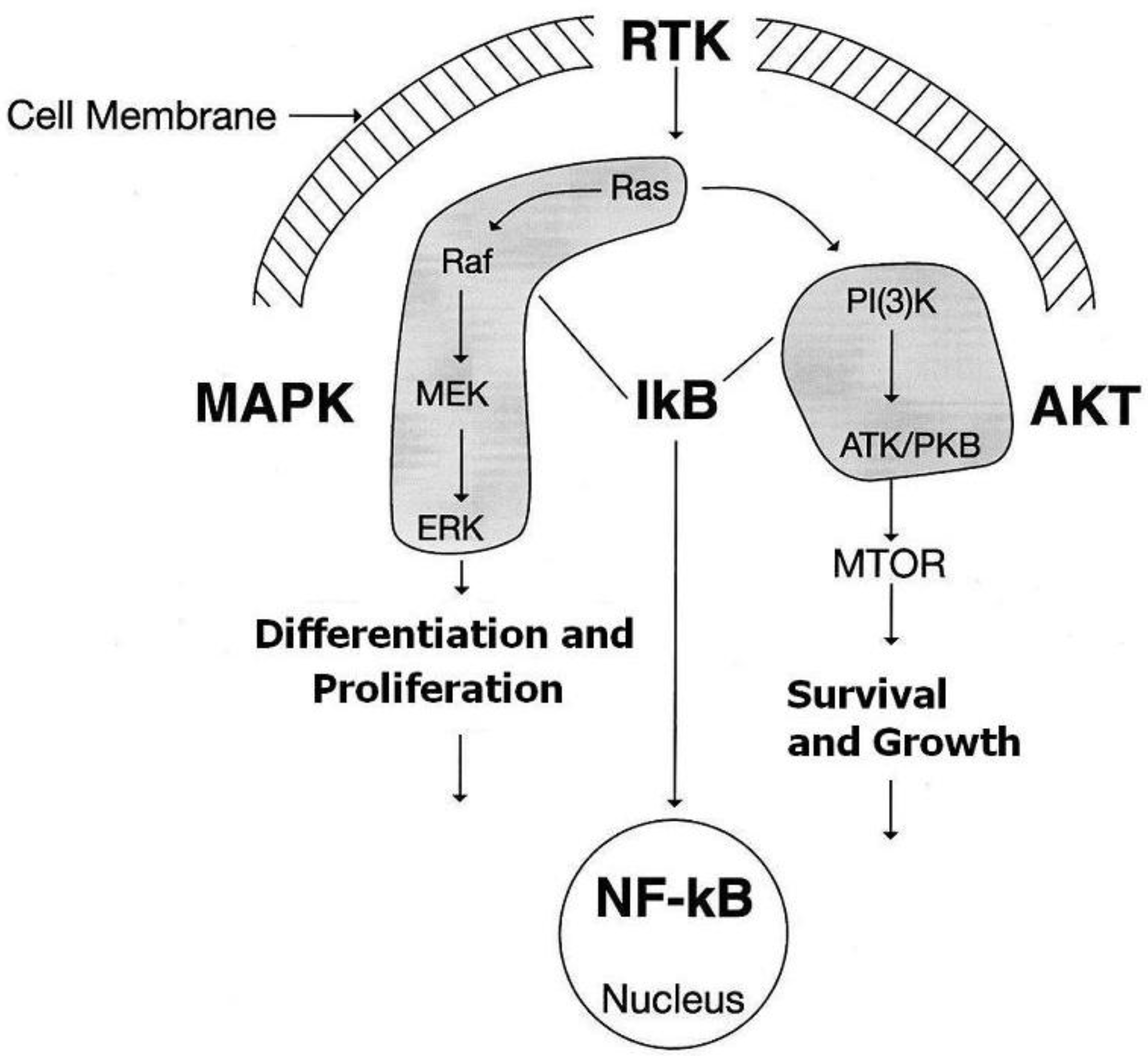 Cancers 02 00165 g002