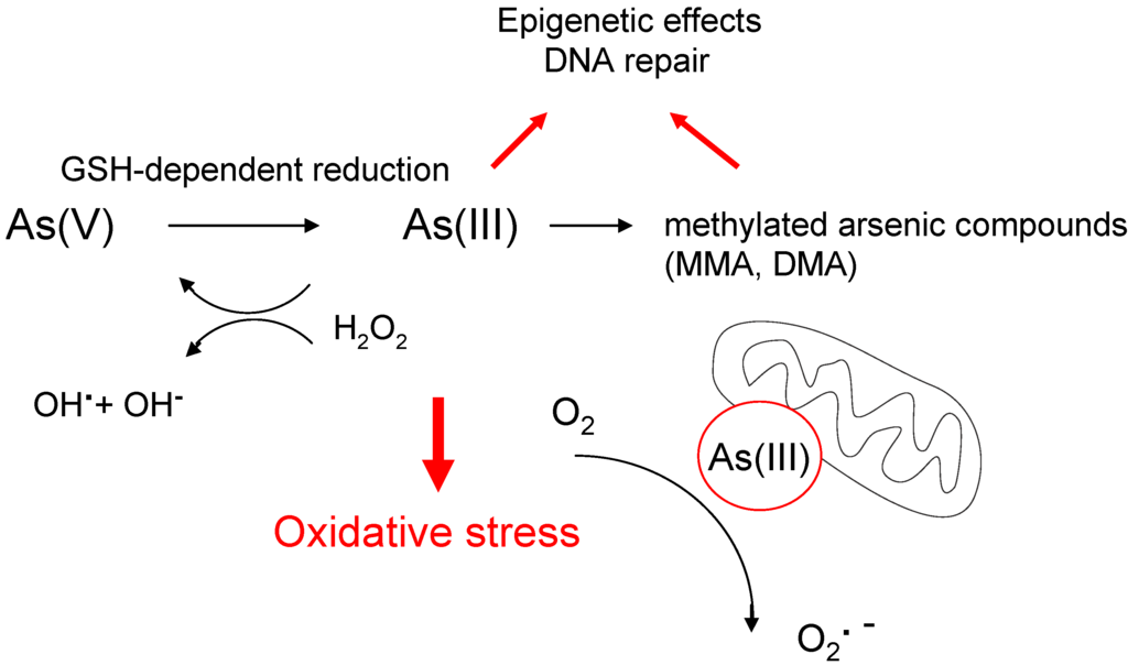 Cancers 02 00376 g001 1024