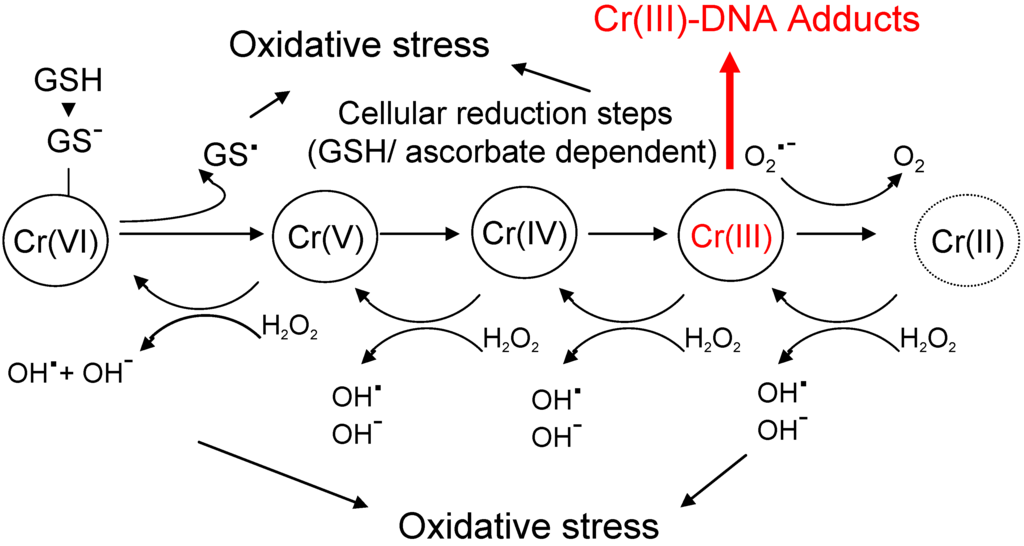 Cancers 02 00376 g002 1024