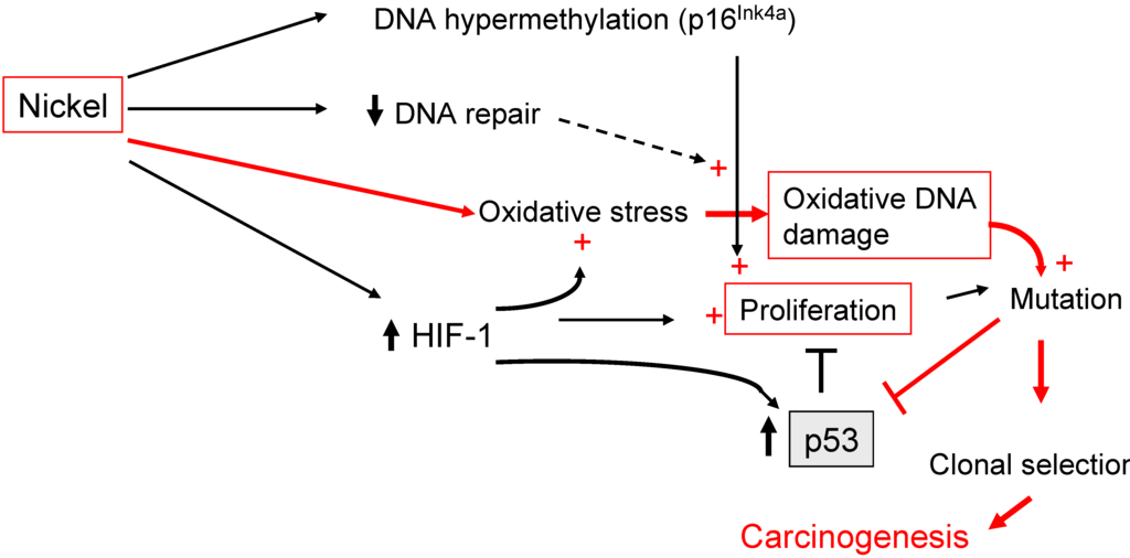 Cancers 02 00376 g003 1024