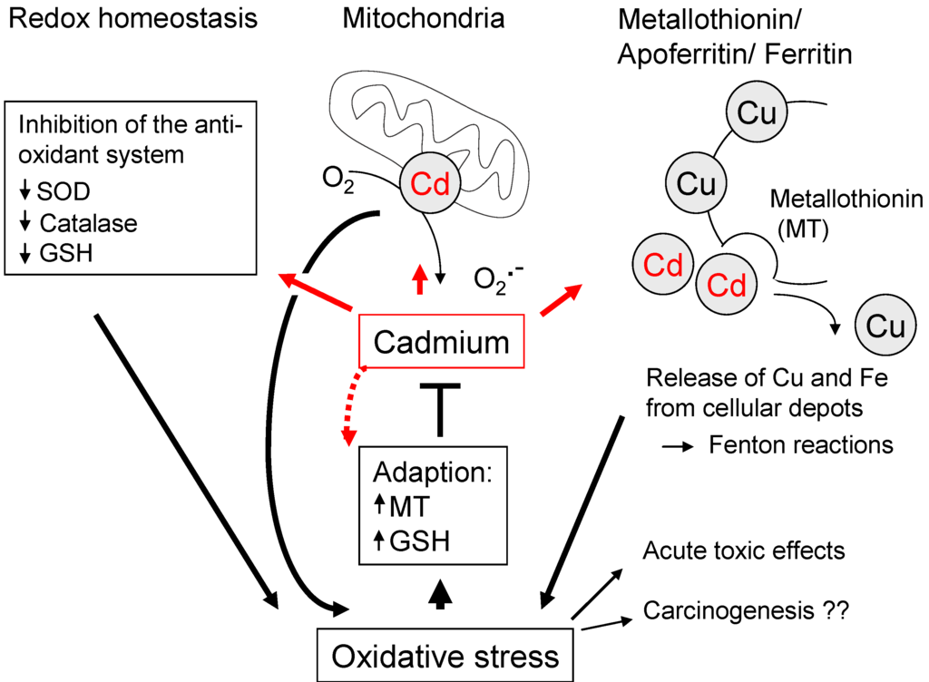 Cancers 02 00376 g004 1024