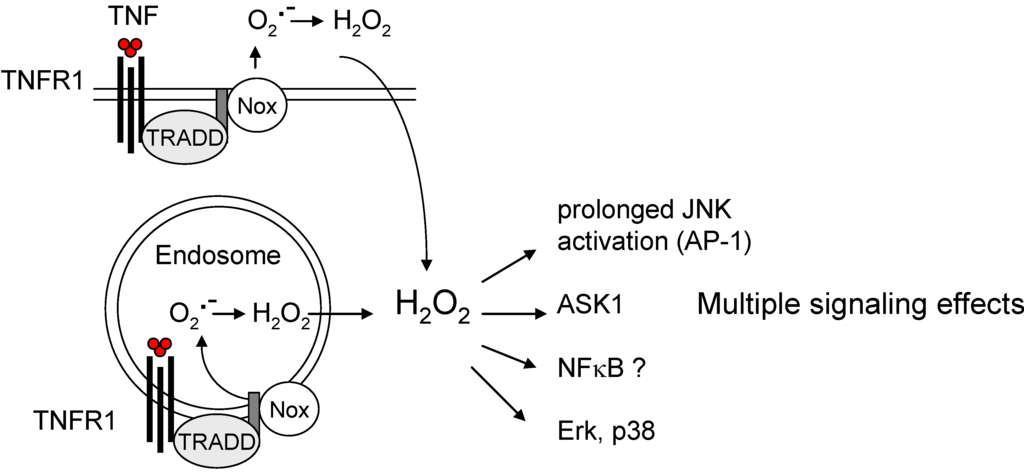 Cancers 02 00376 g005 1024