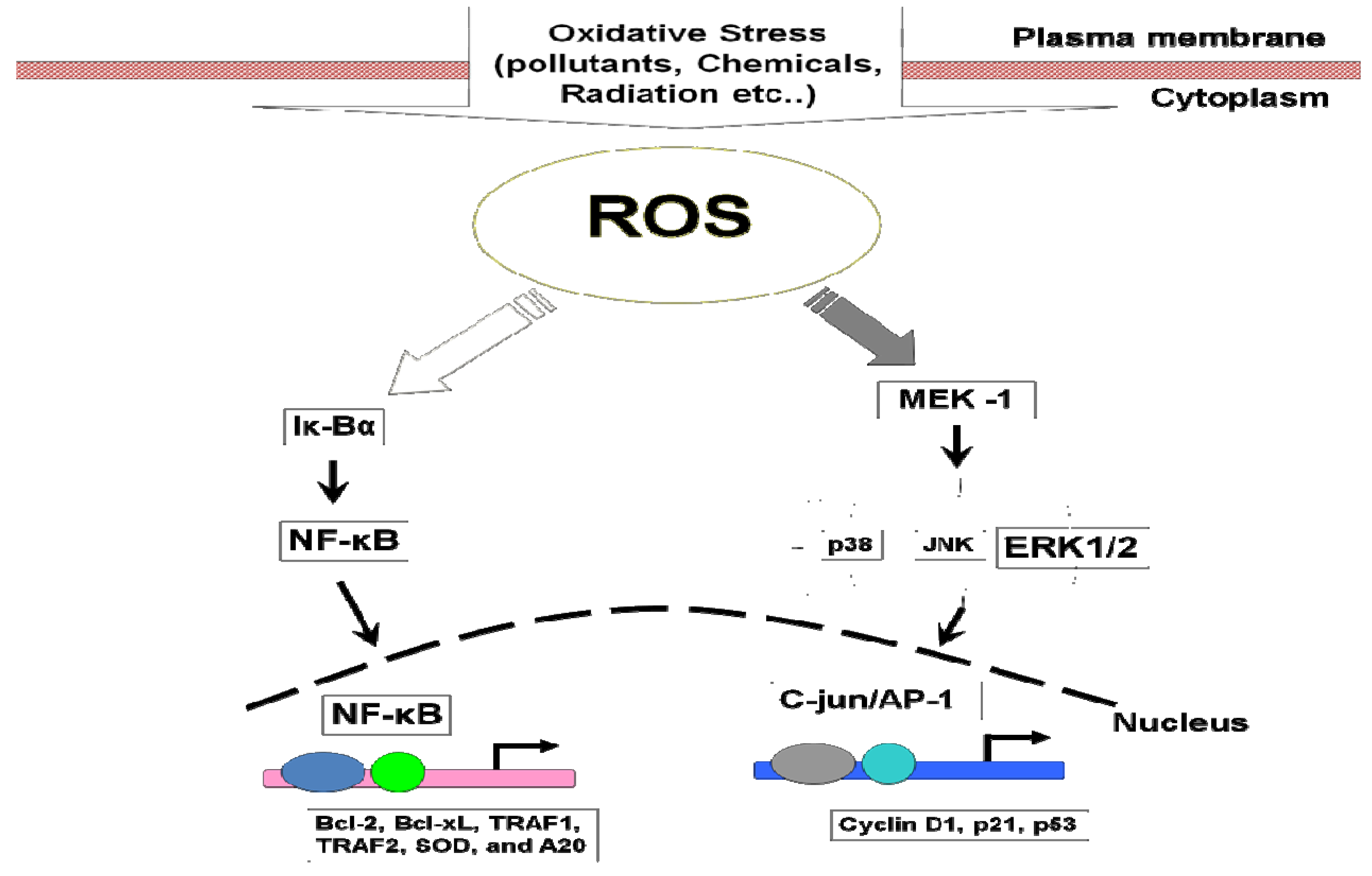Cancers 02 00859 g002