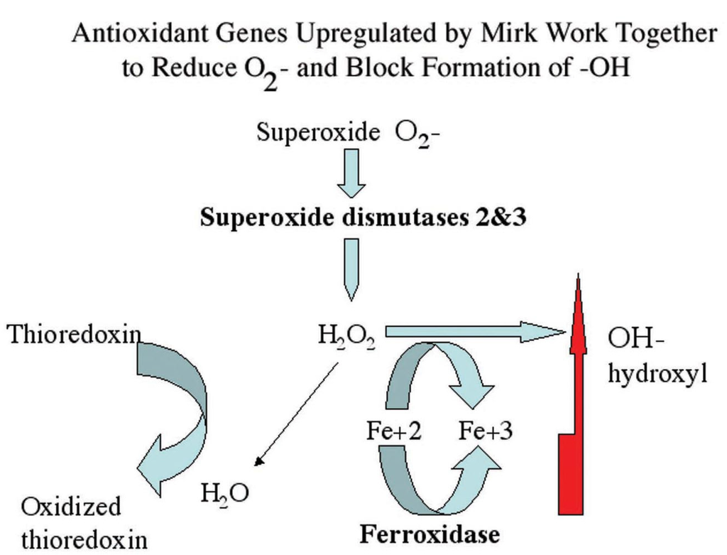 Cancers 02 01492 g008 1024