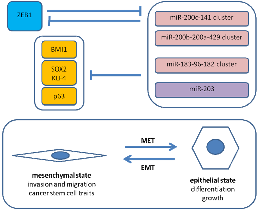 Cancers 02 01617 g002 1024