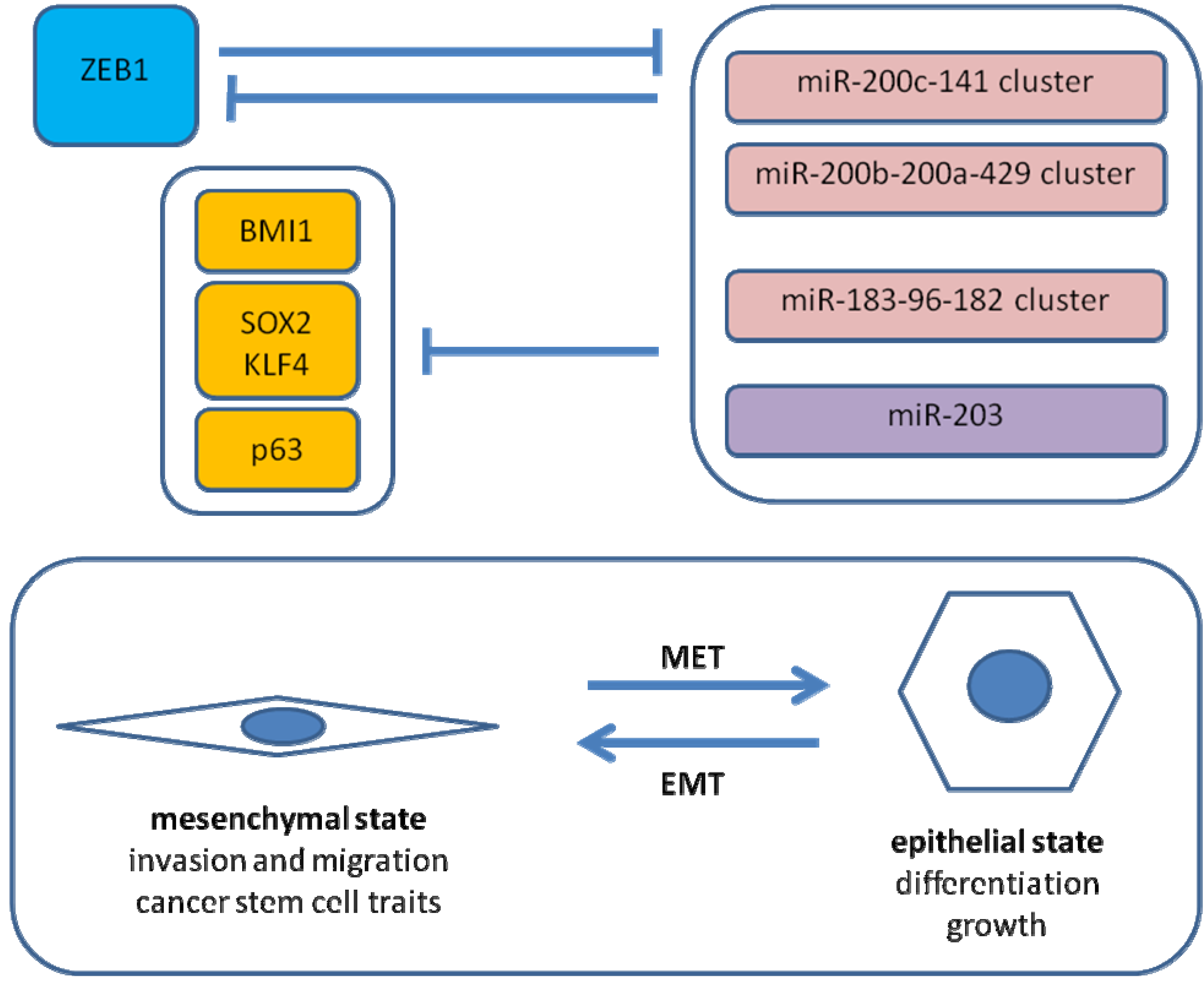 Cancers 02 01617 g002