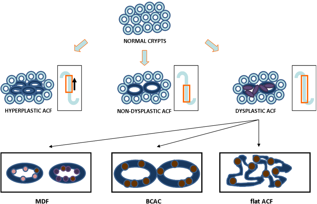 Cancers 02 01705 g001 1024