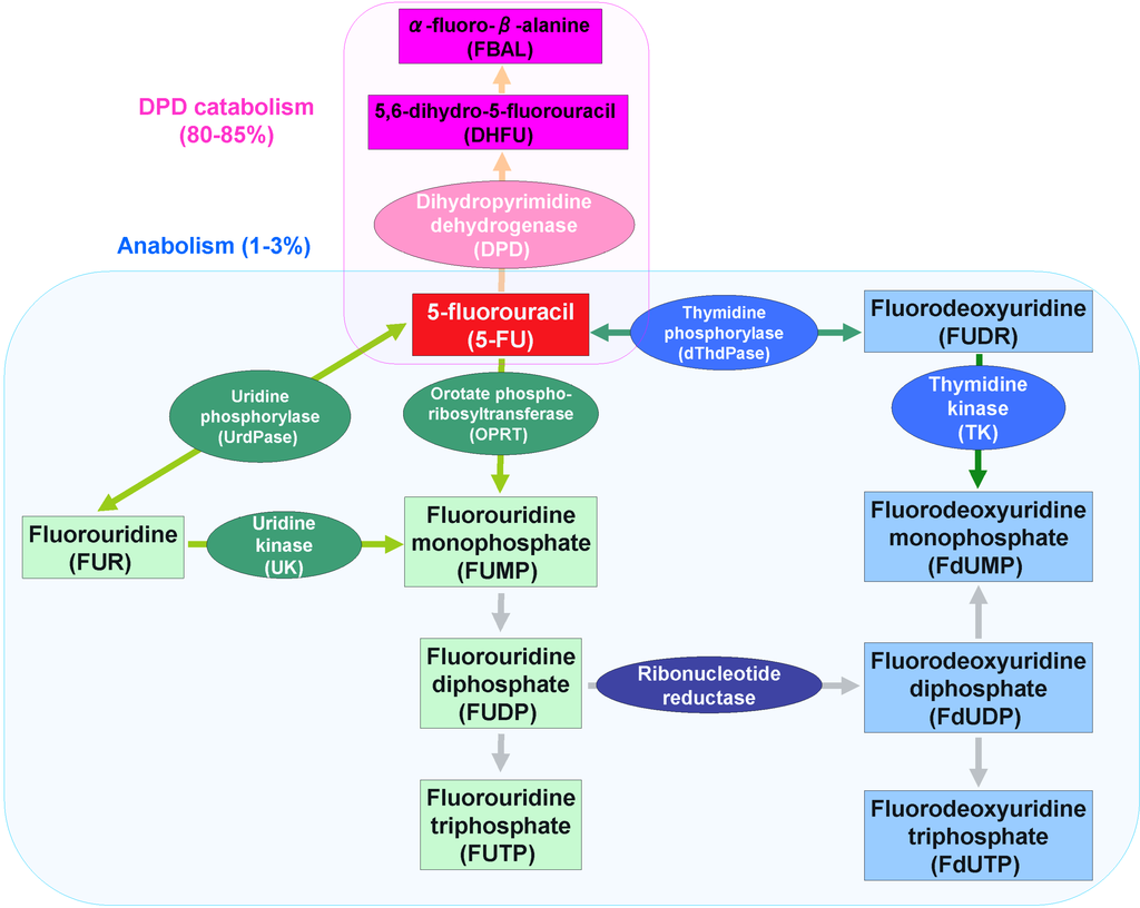 Cancers 02 01717 g001 1024